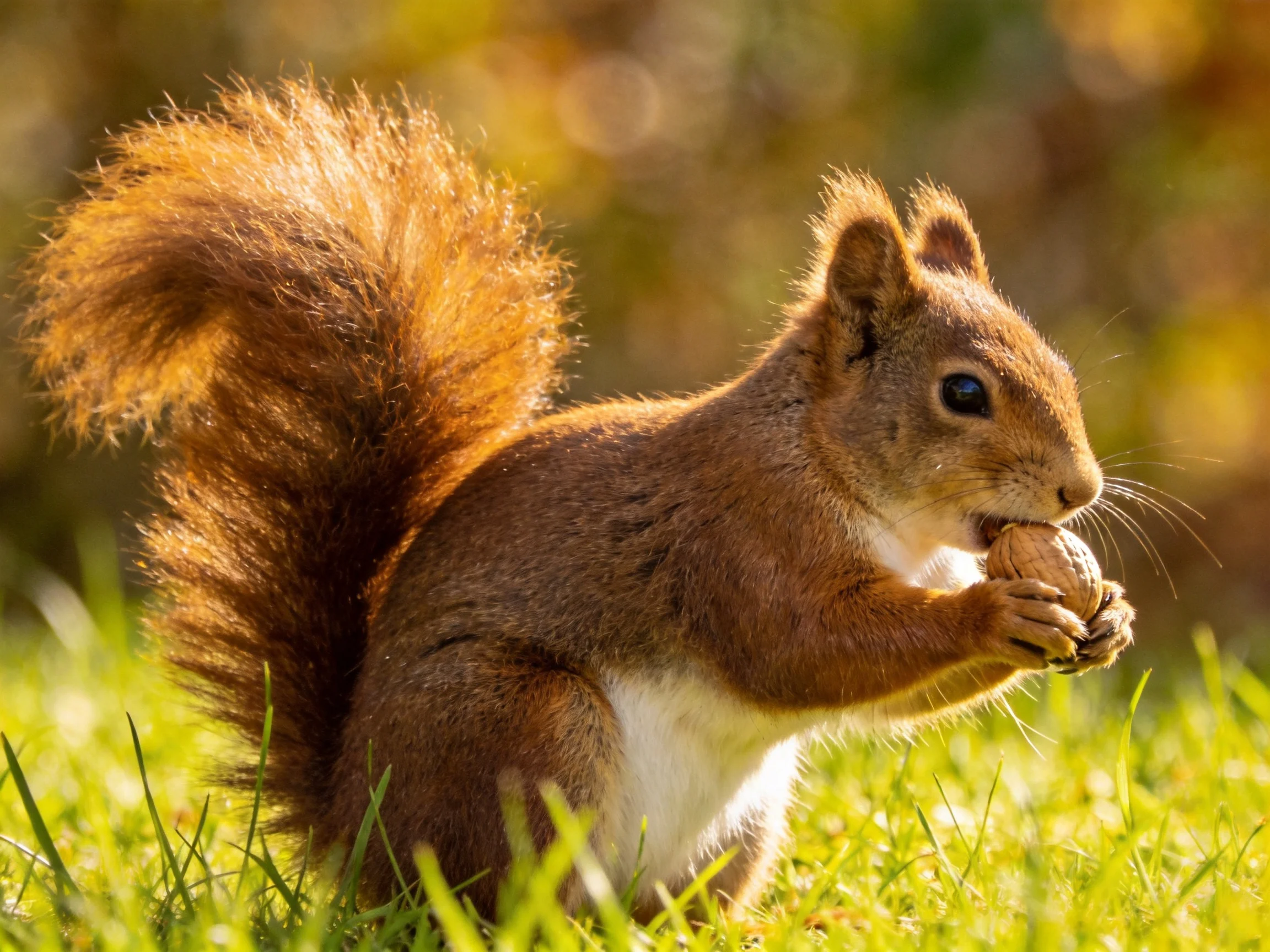 A reddish - brown squirrel nibbles a nut in sun - drenched grass