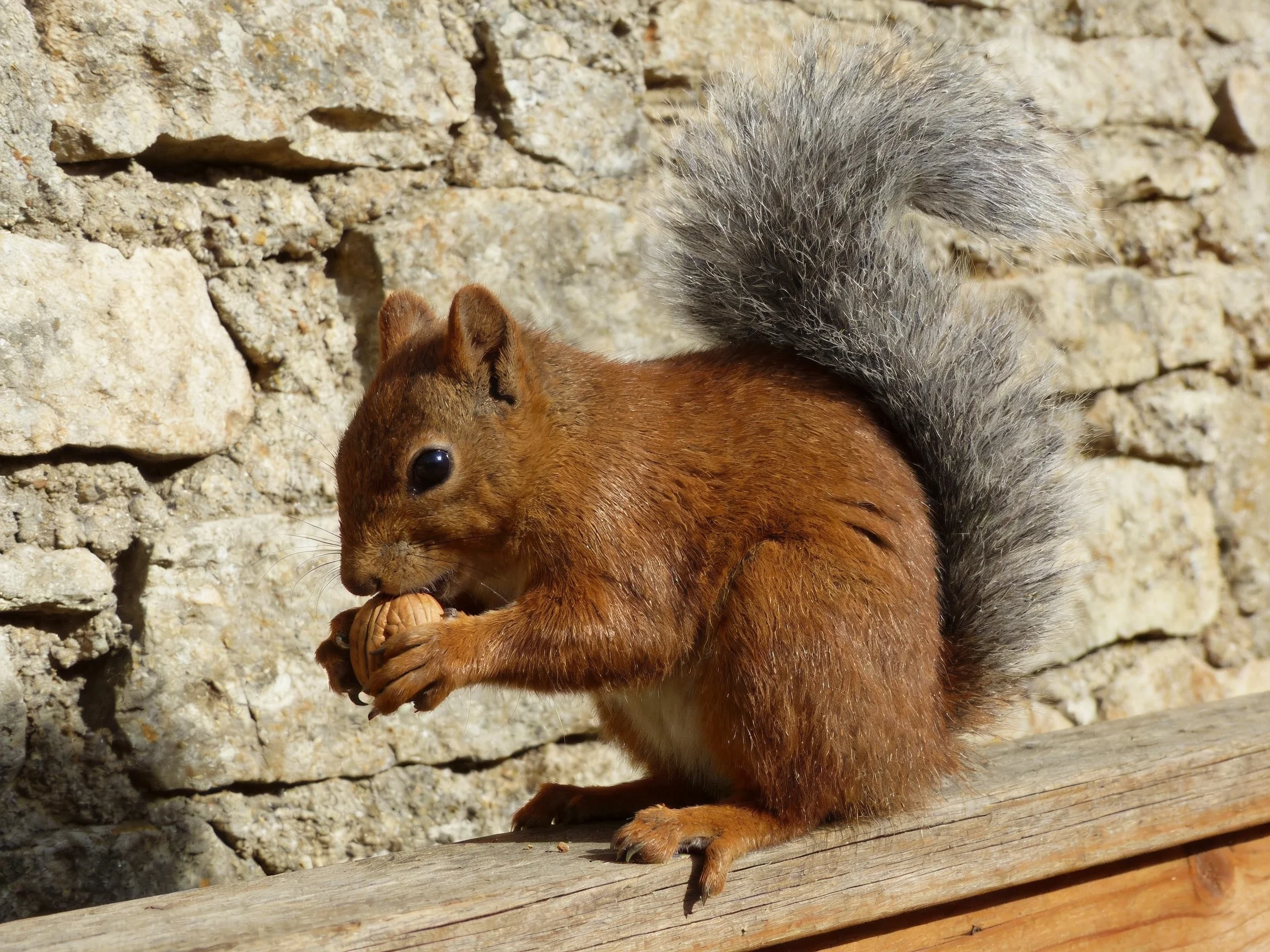A reddish-brown squirrel nibbles a nut near a weathered stone wall