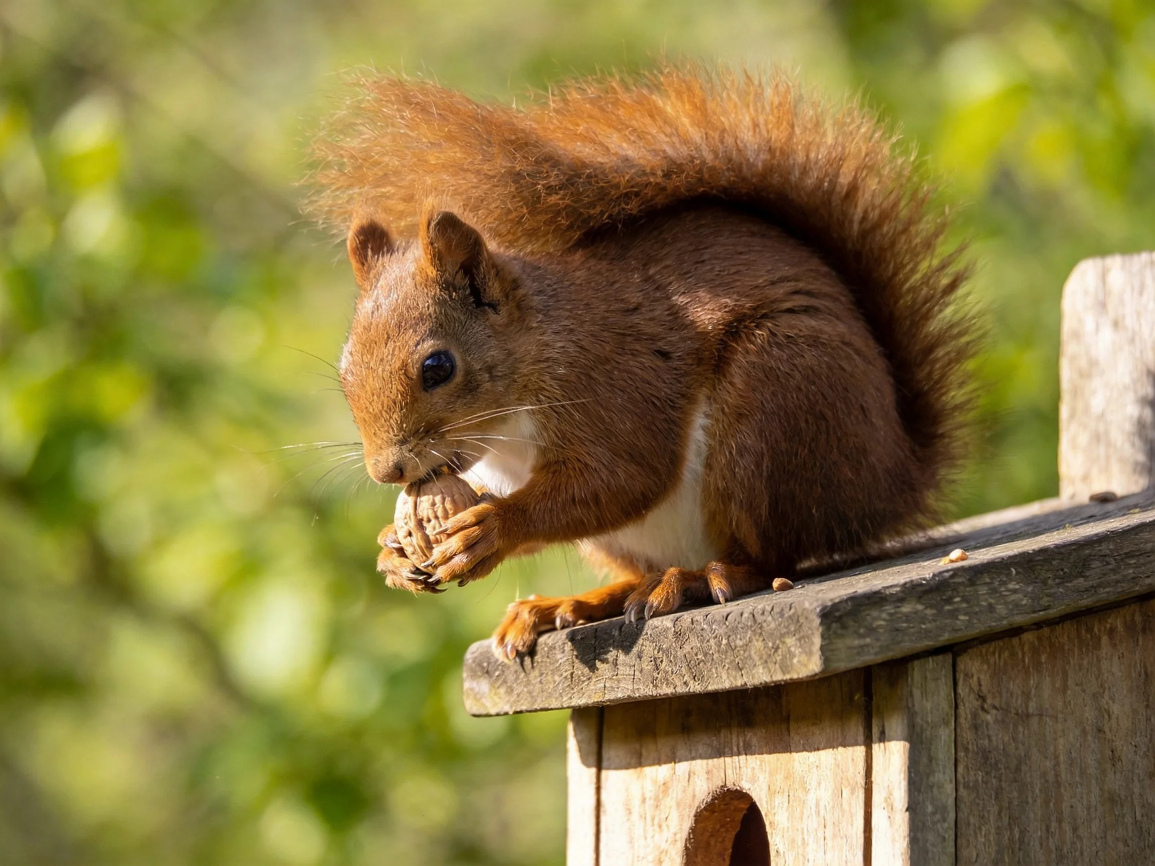 A reddish - brown squirrel nibbles a nut on a wooden birdhouse