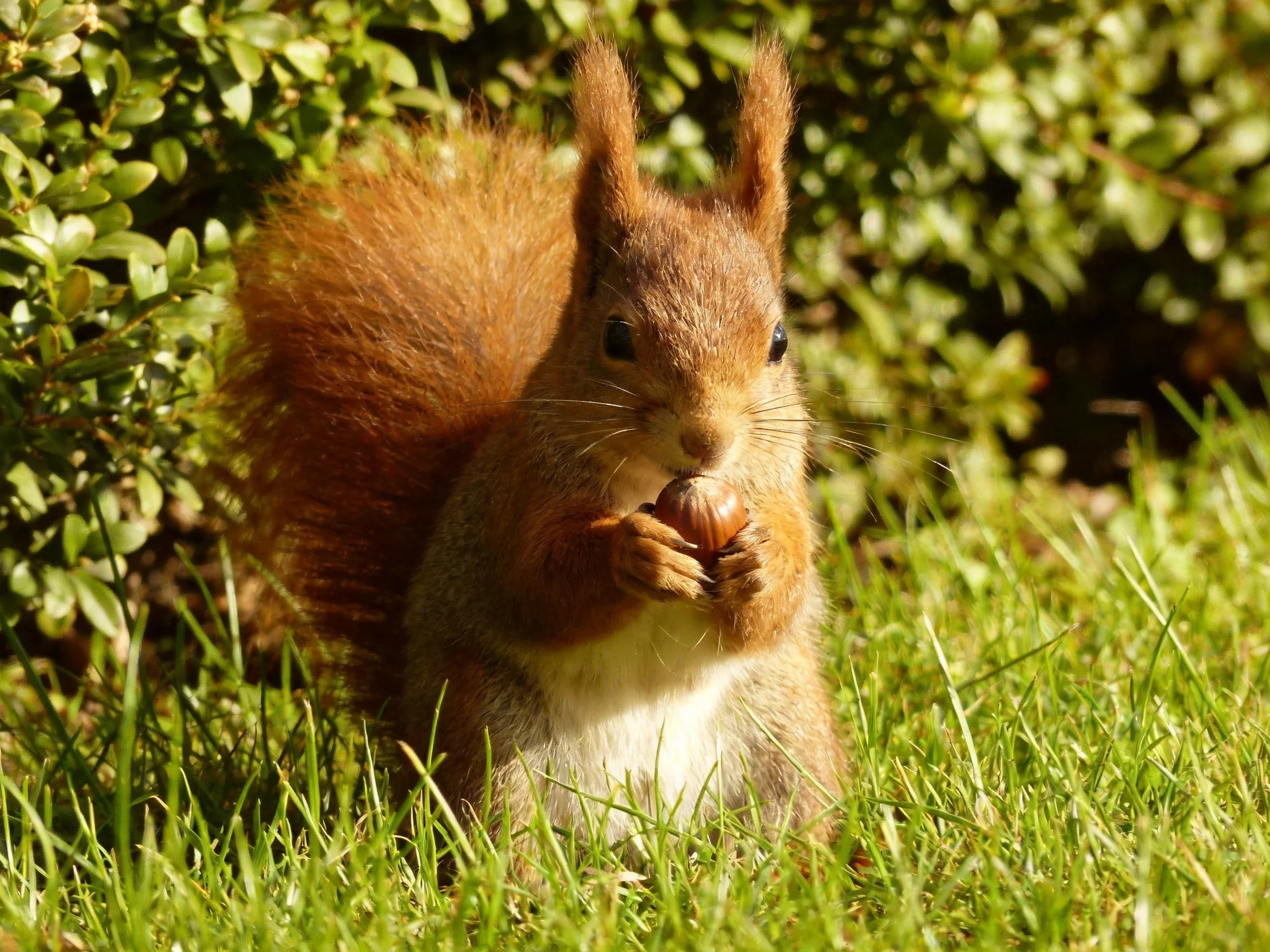 A reddish-brown squirrel nibbling a nut amid lush greenery