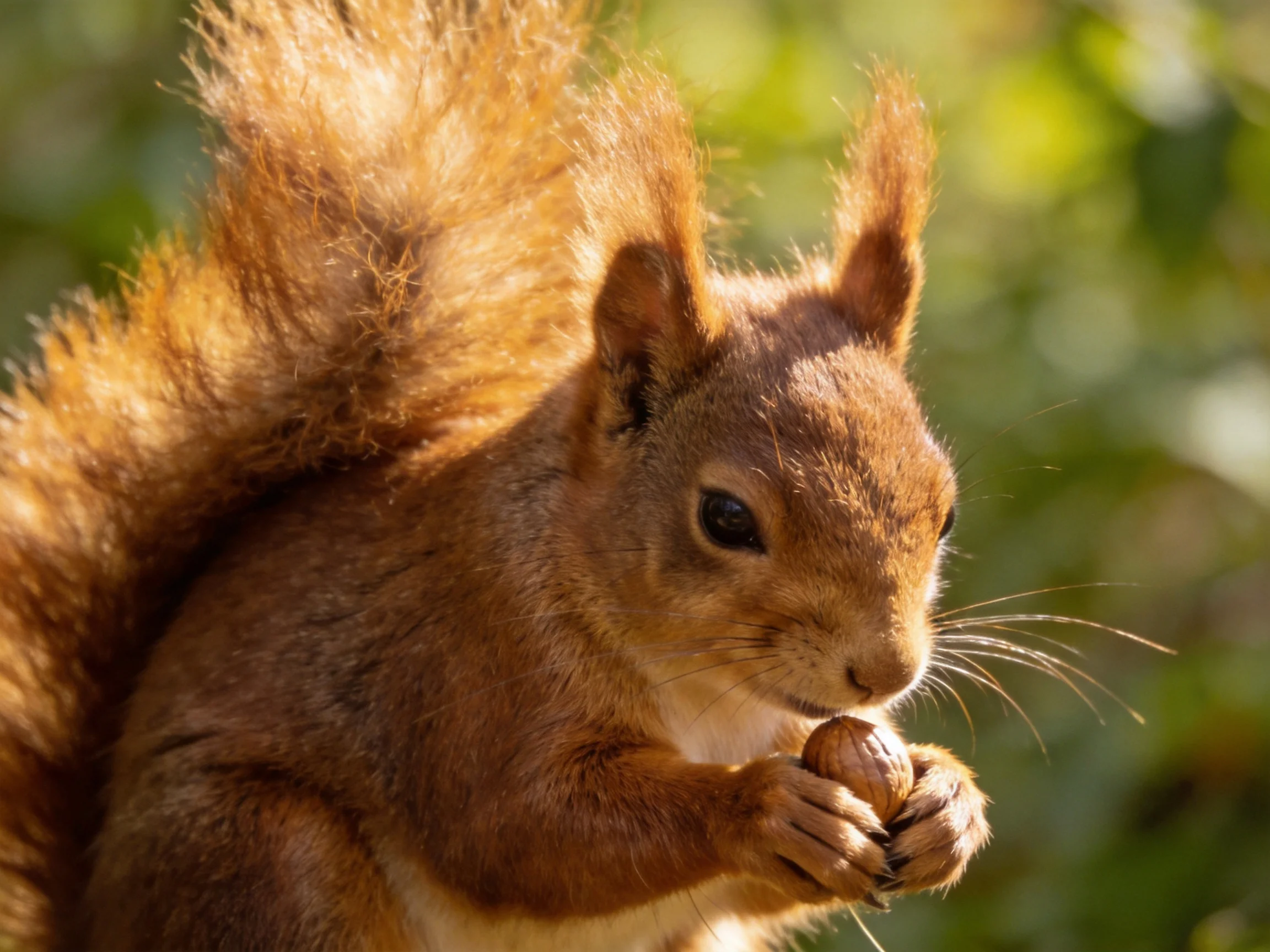 A reddish-brown squirrel nibbling a nut with a blurred green backdrop