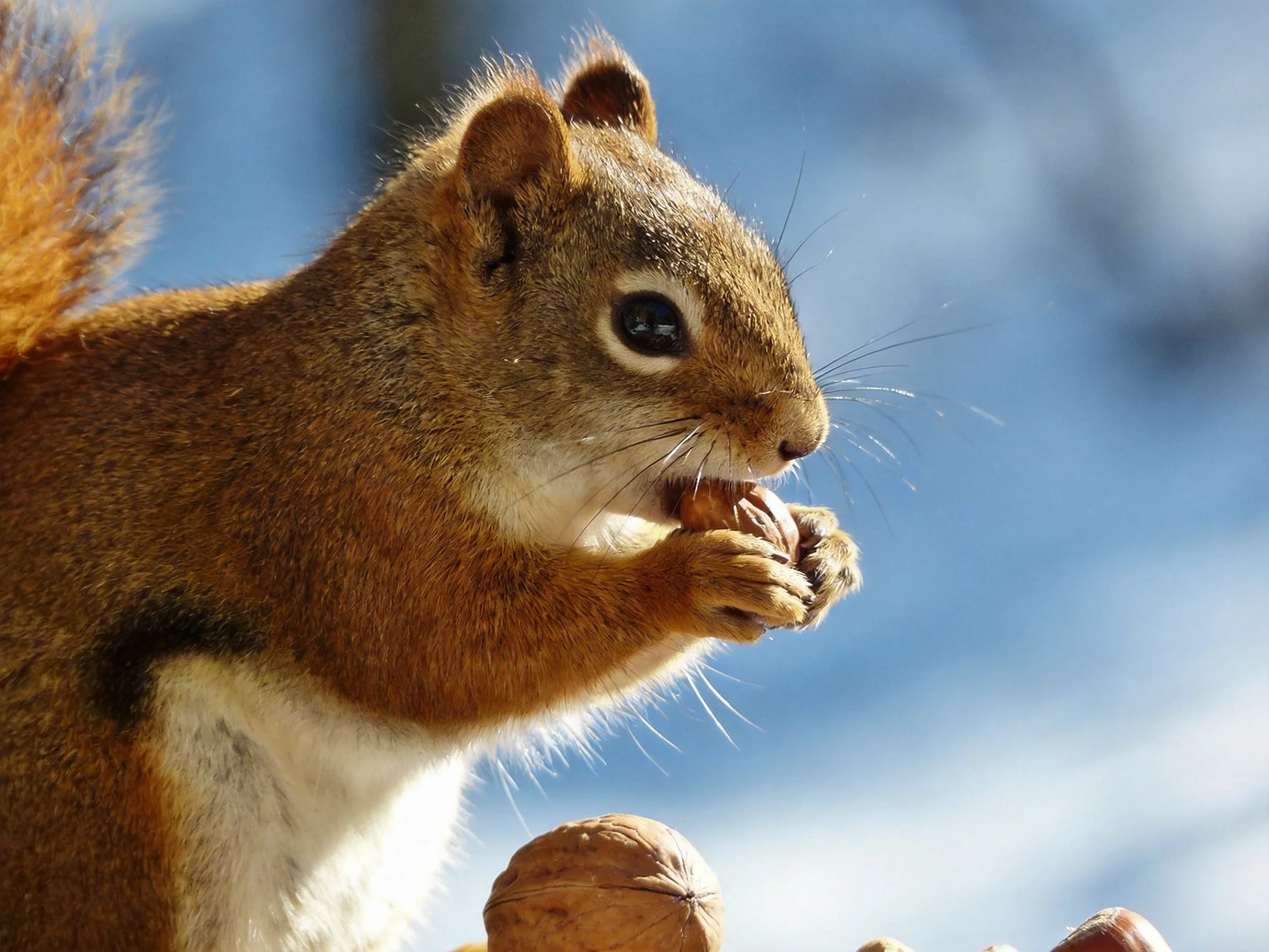 A reddish-brown squirrel nibbling nuts amid scattered nuts and a blue backdrop