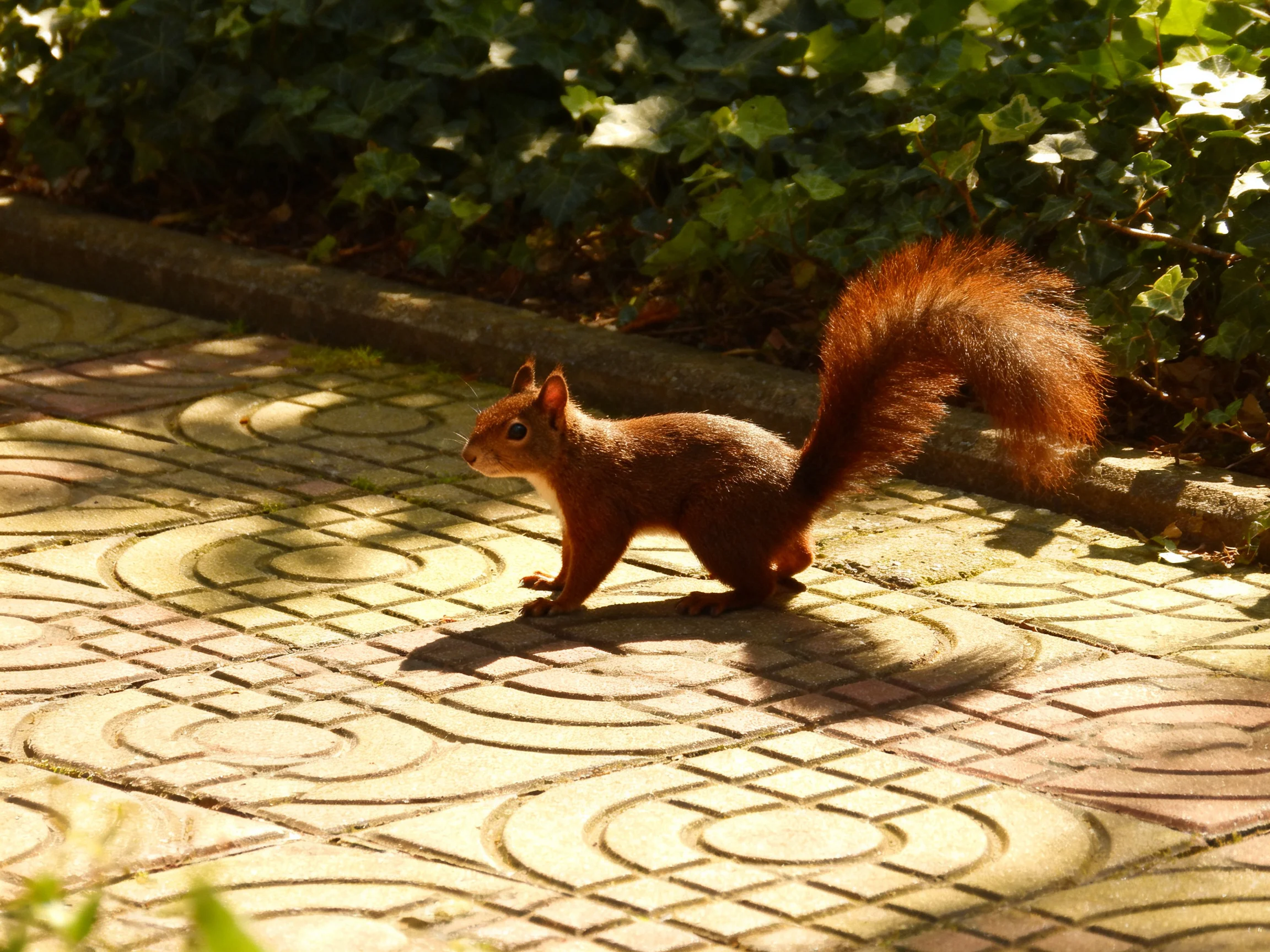 A small reddish-brown squirrel moves across a patterned pavement beside greenery.