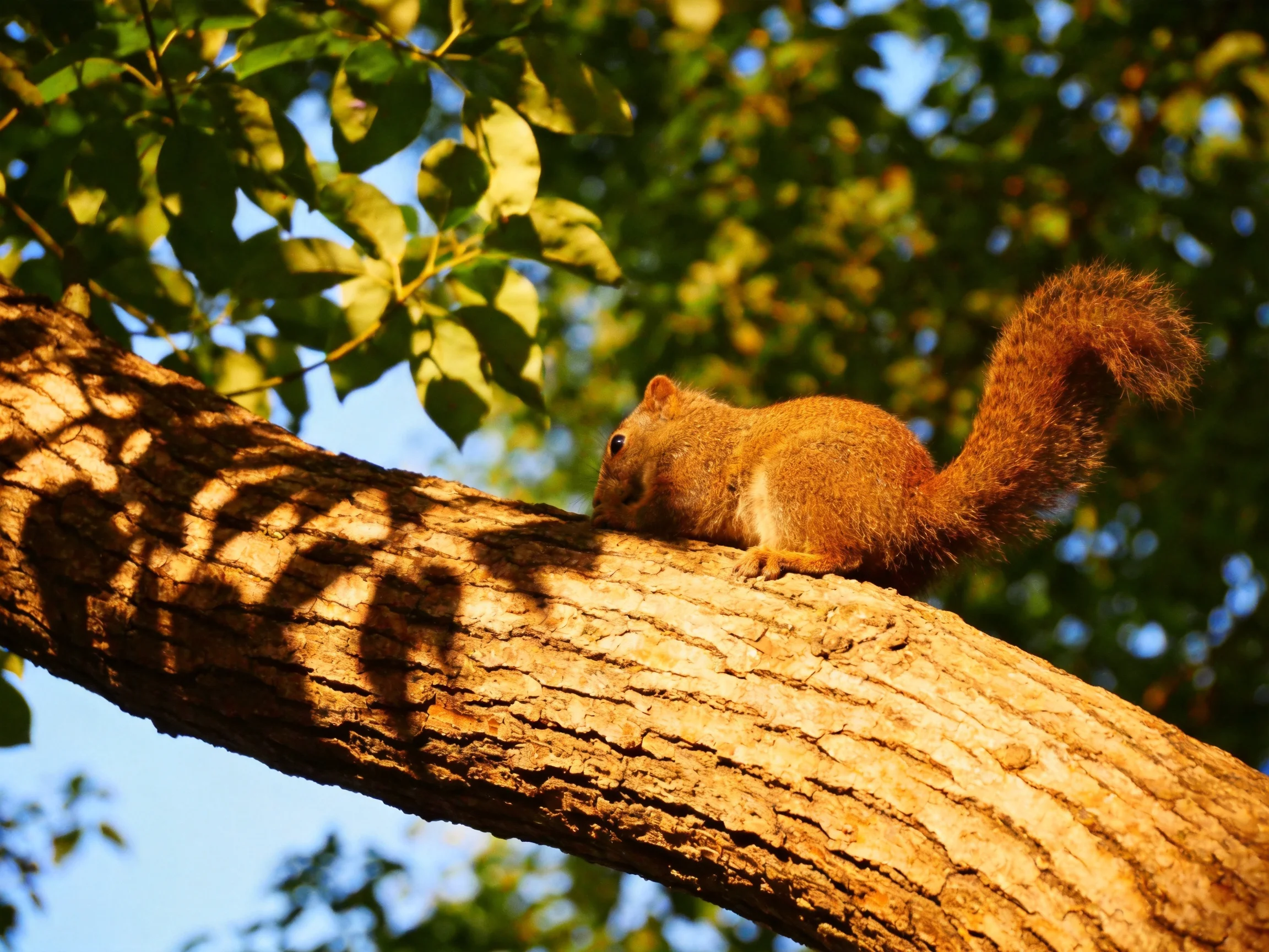 A reddish-brown squirrel on a textured tree branch with green foliage