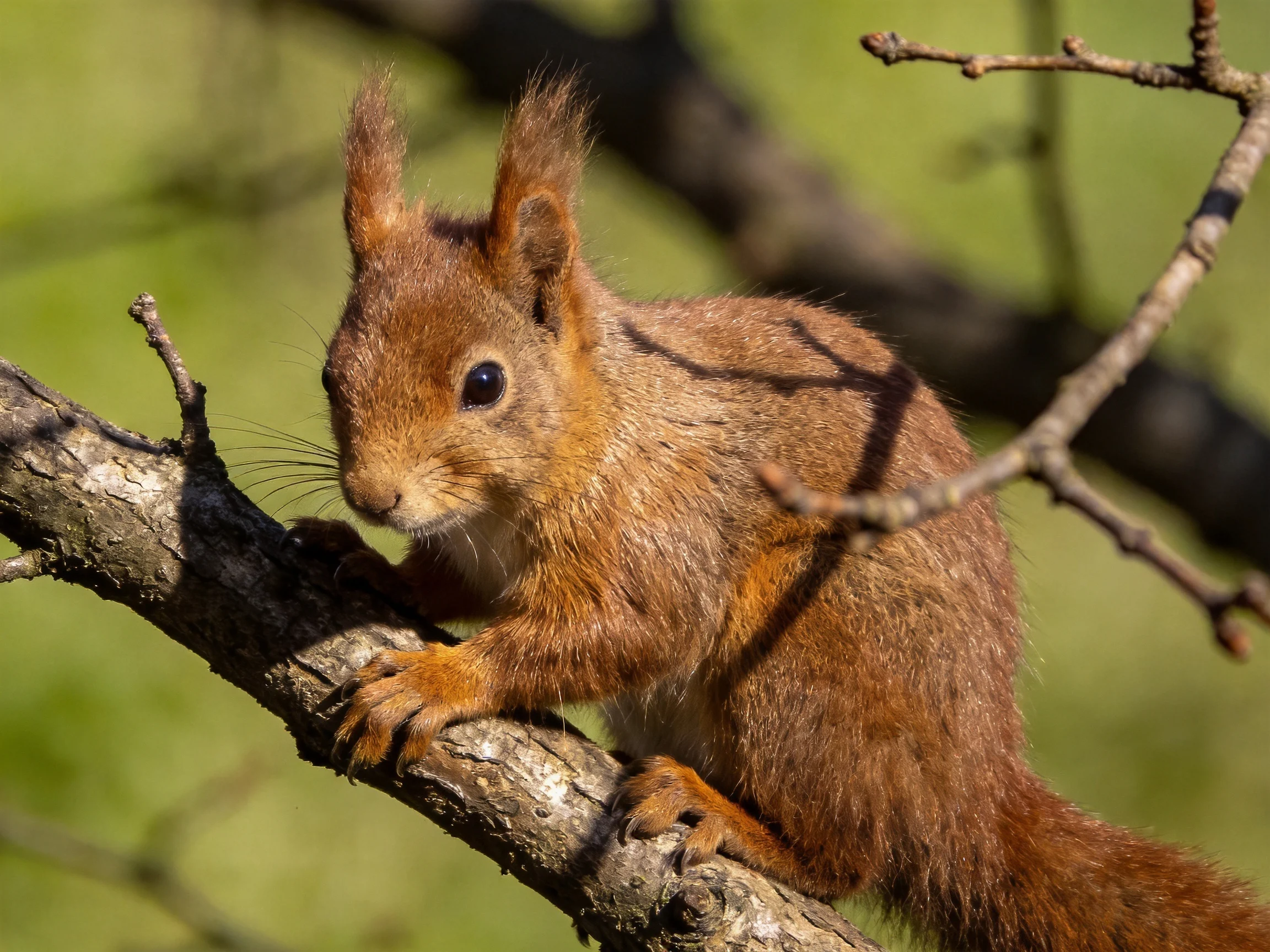 A reddish-brown squirrel clings to a gnarled tree branch in a sunlit forest.