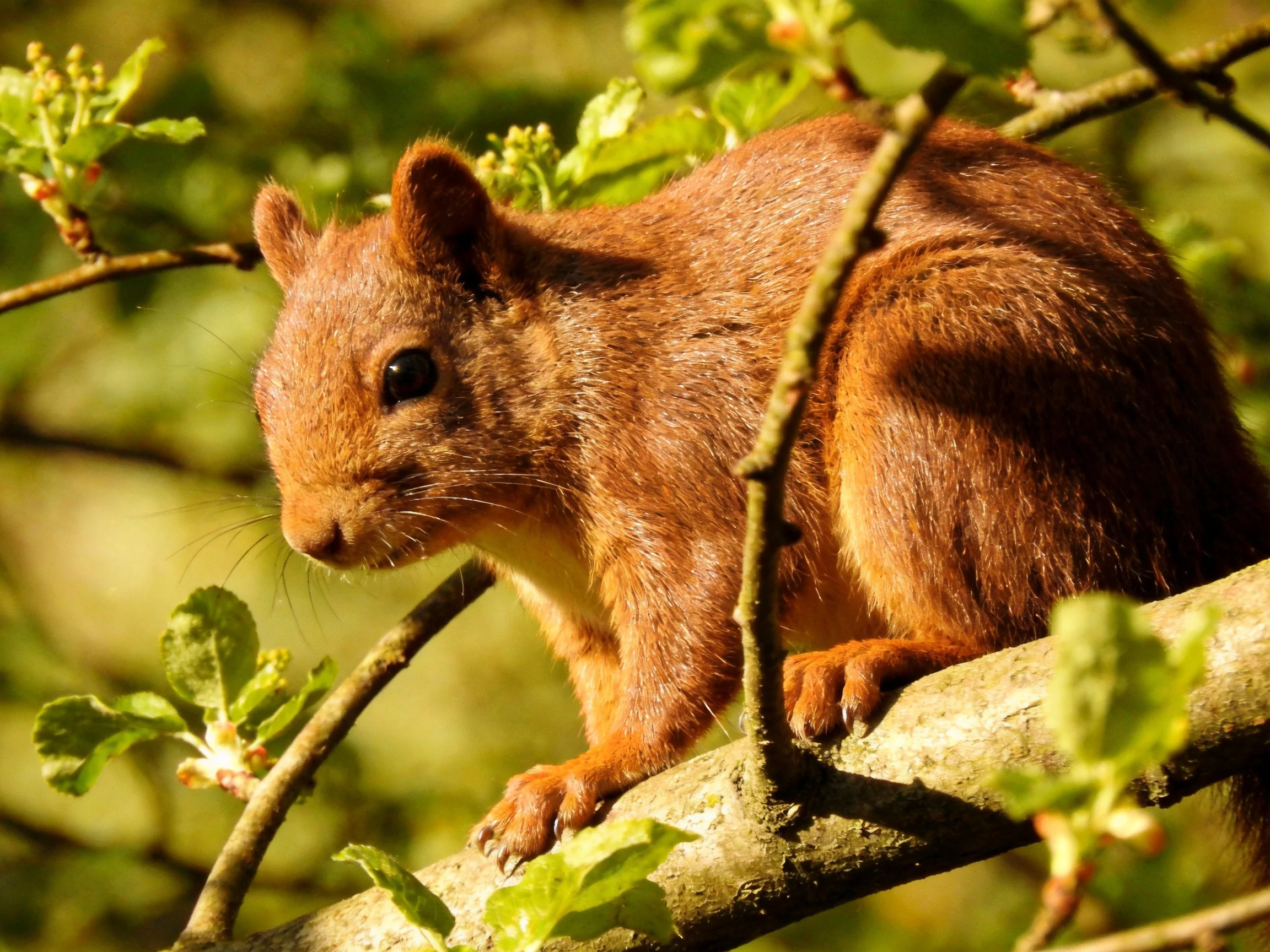A reddish-brown squirrel perched on a tree branch among green foliage