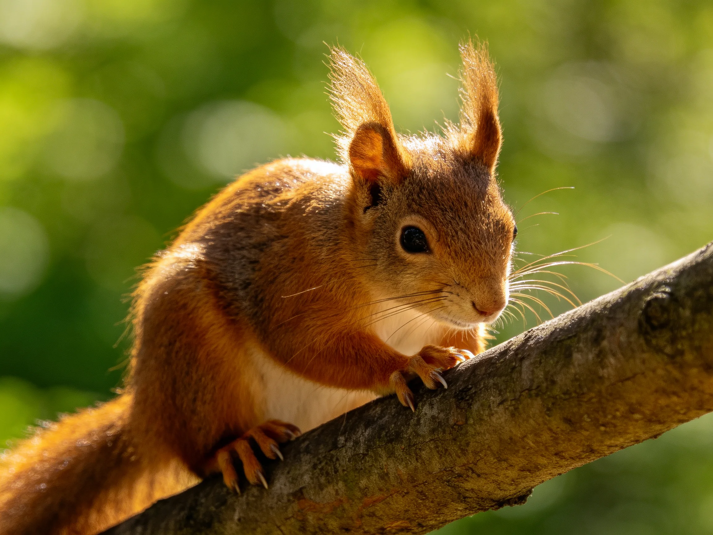 A reddish-brown squirrel rests on a tree branch in a sunlit forest setting.