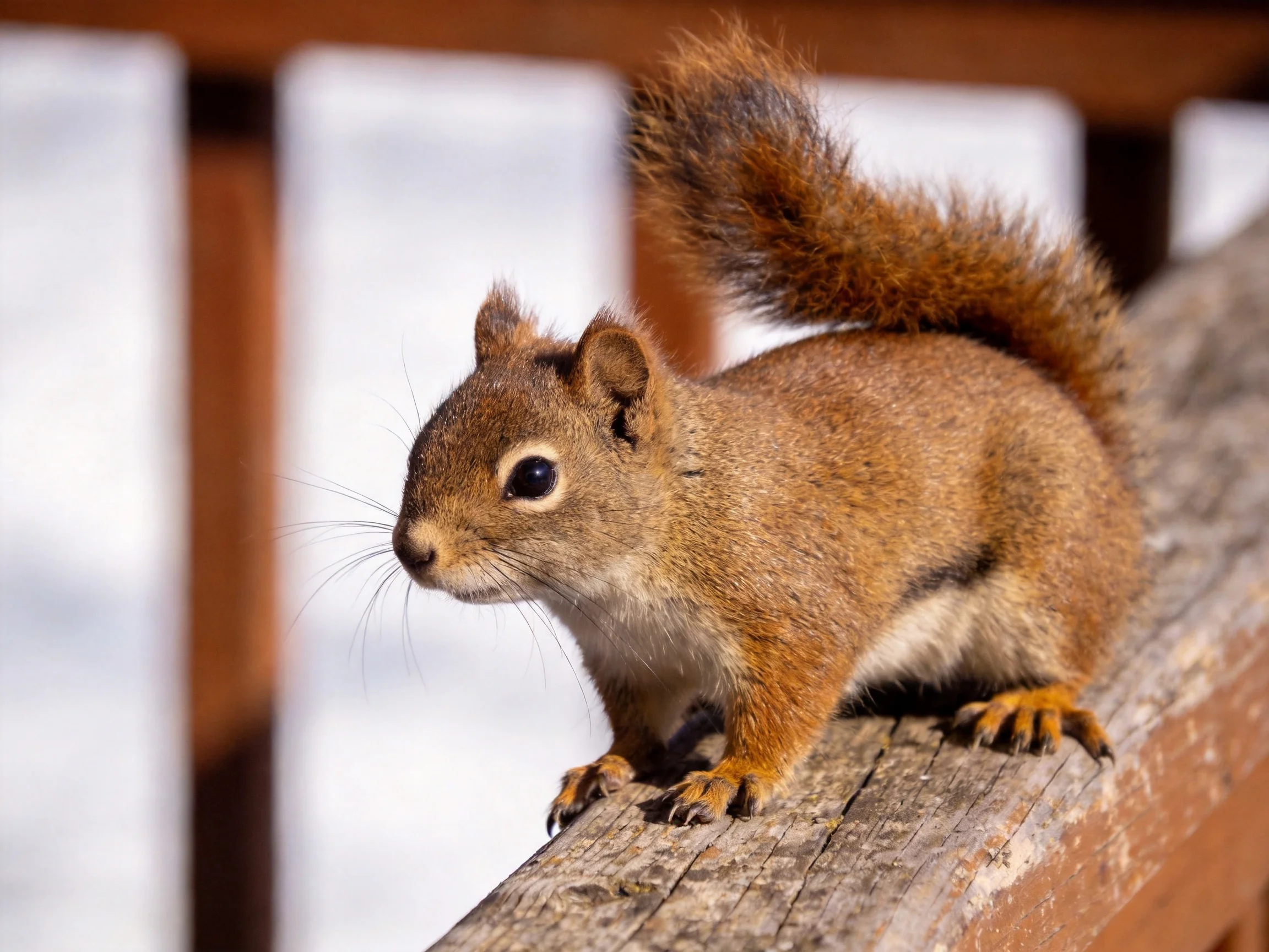 A small reddish-brown squirrel stands on an aged wooden structure.