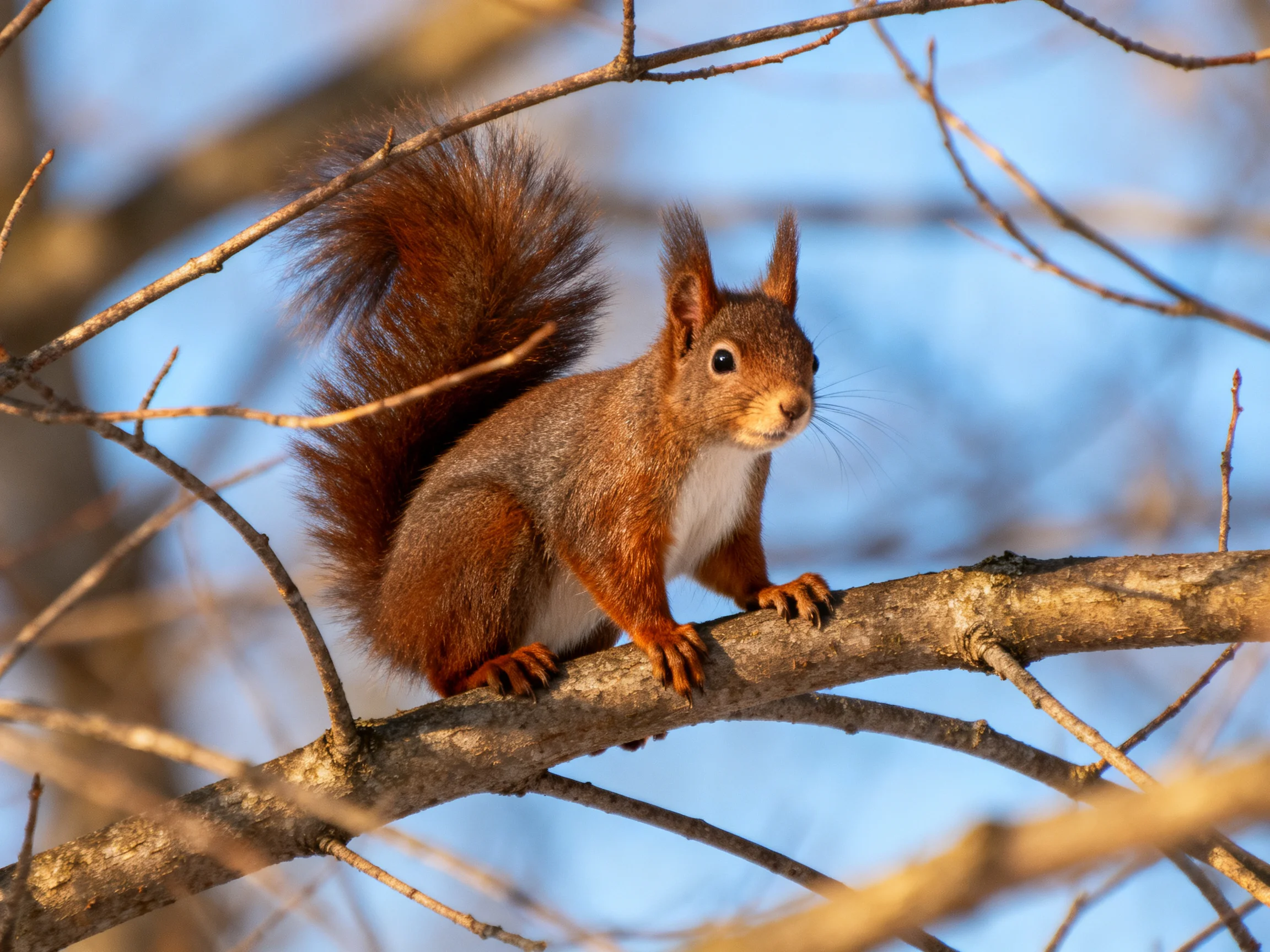 A reddish-brown squirrel sits on a tree branch amid leafless branches under sunlight.
