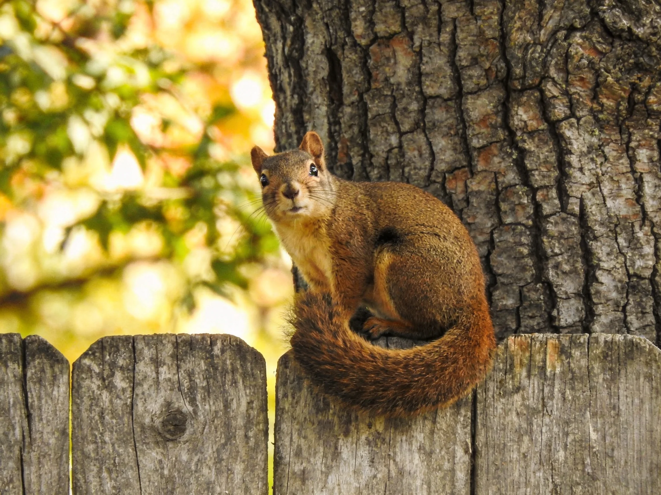 A reddish-brown squirrel perches on a weathered wooden fence beside a large tree