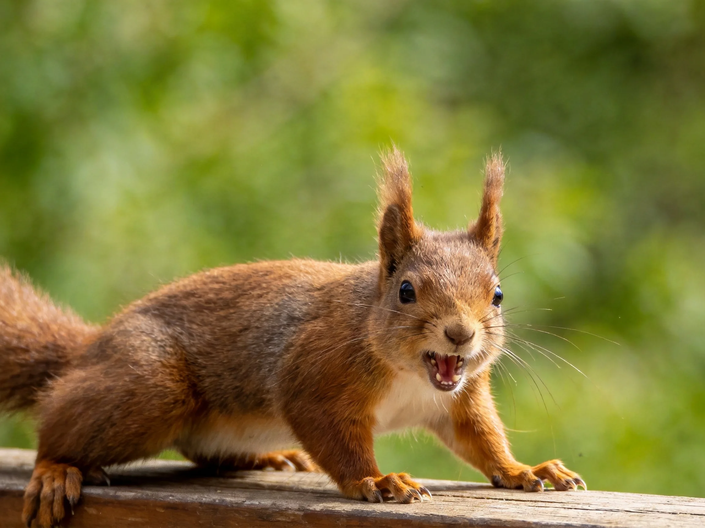 A reddish-brown squirrel stands alert on a wooden ledge amid greenery.