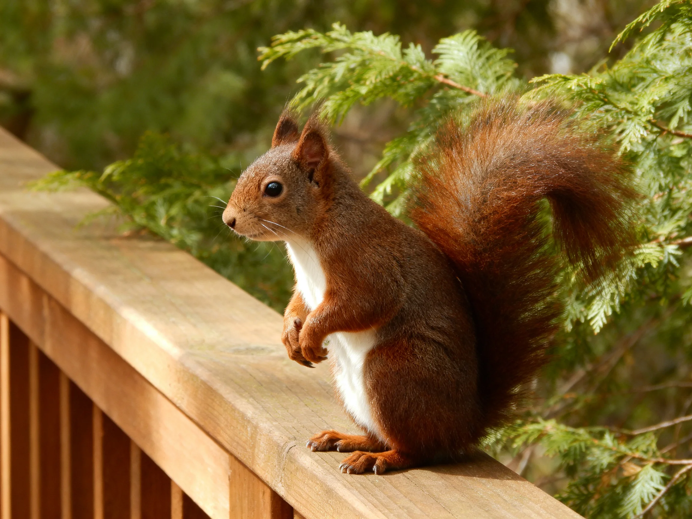 A reddish-brown squirrel perches on a wooden railing near evergreen foliage