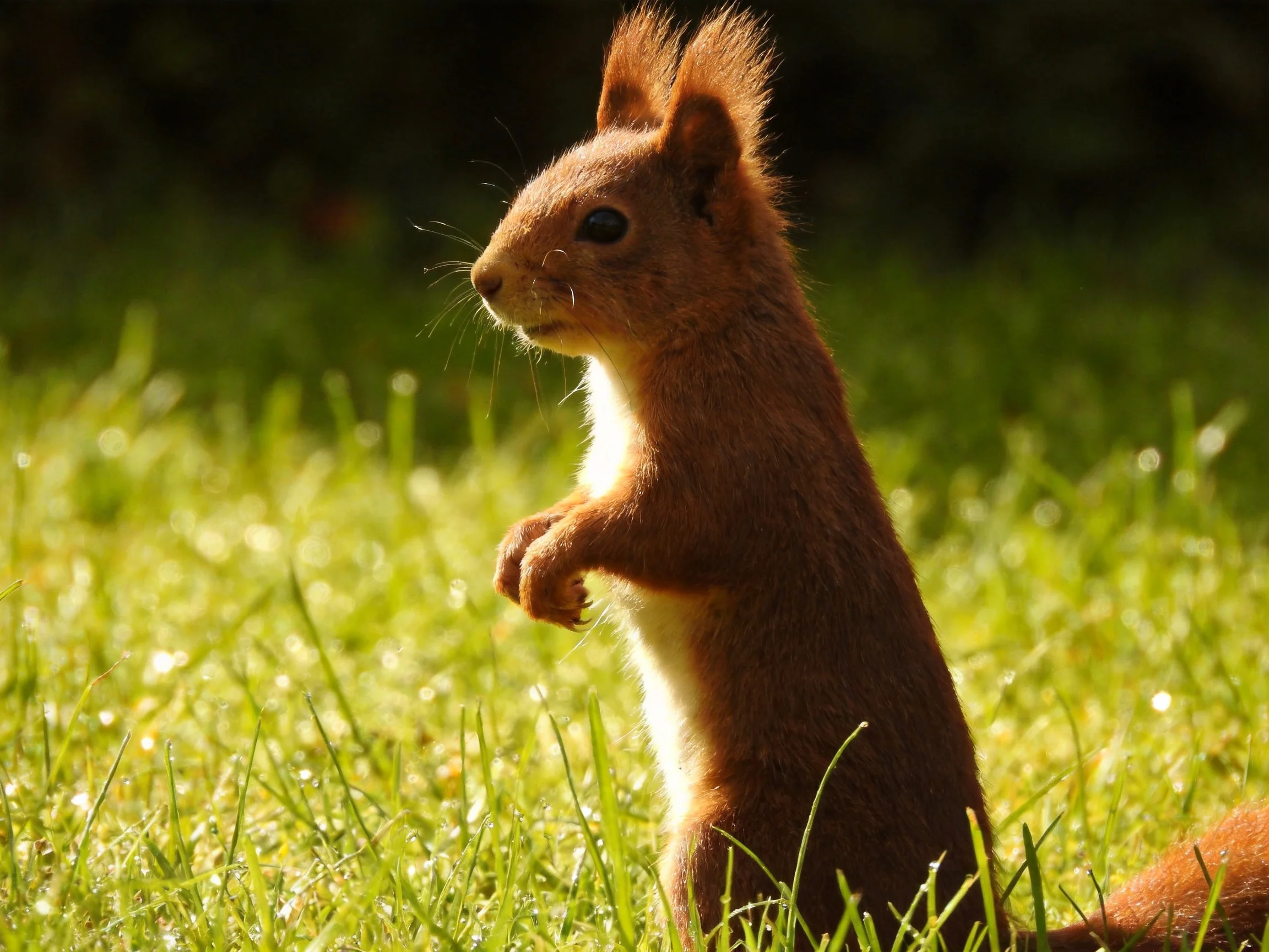 A reddish-brown squirrel stands alert in sunlit green grass