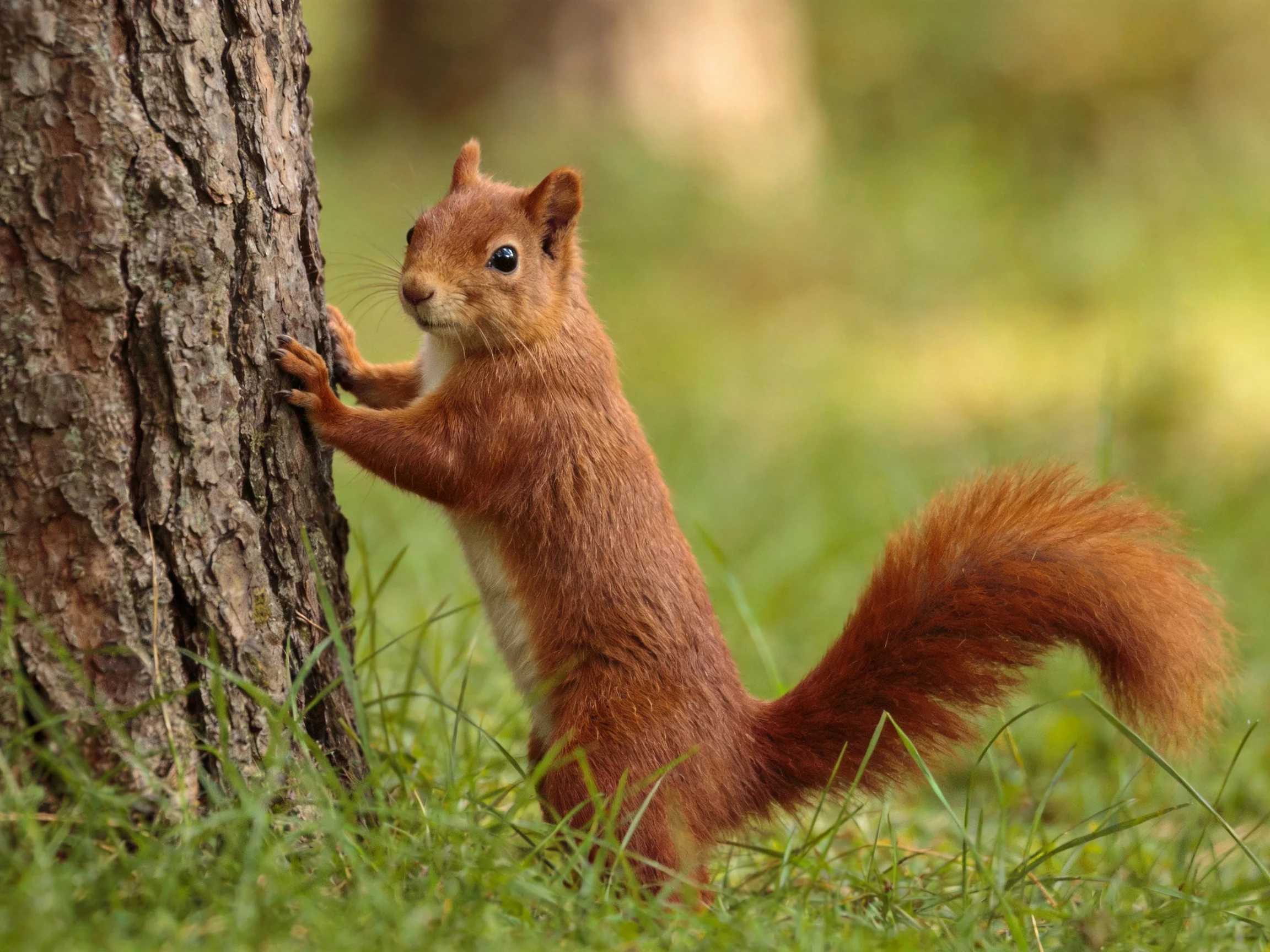 A squirrel clings to a tree trunk in a grassy setting.