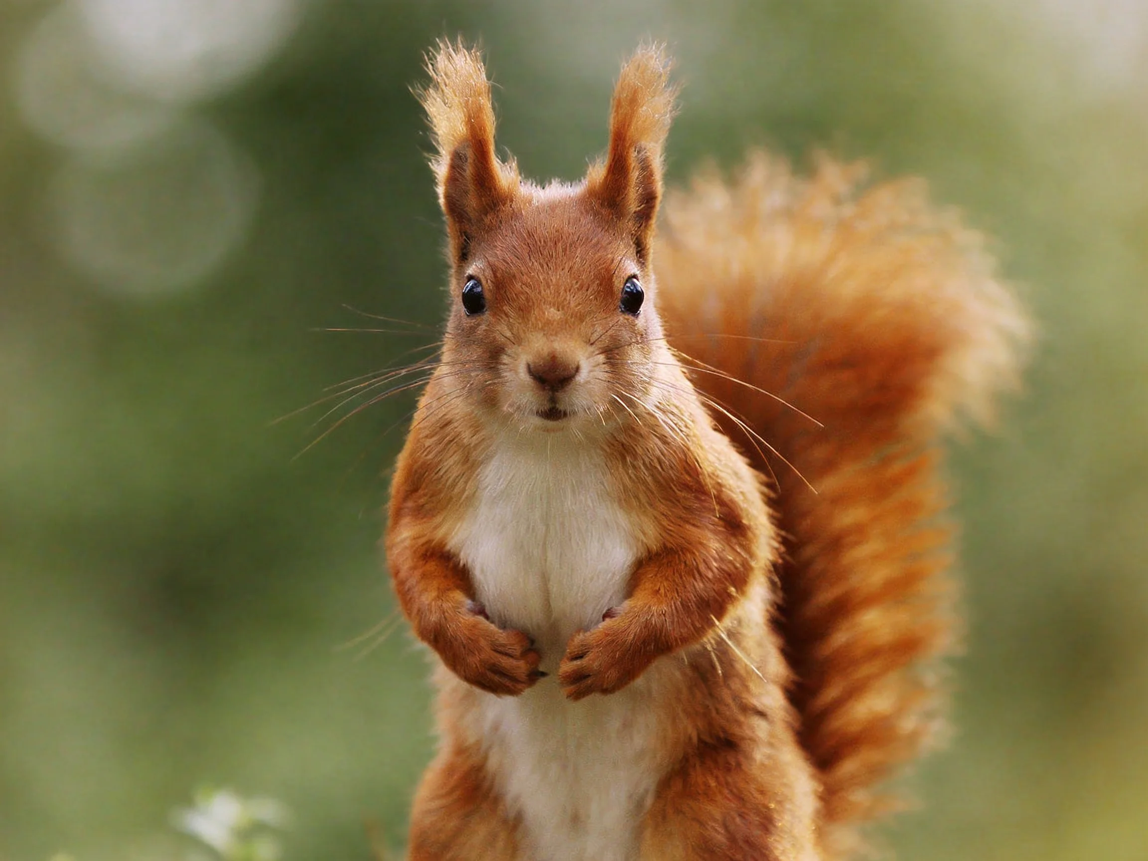 A reddish-brown squirrel stands upright with a large bushy tail