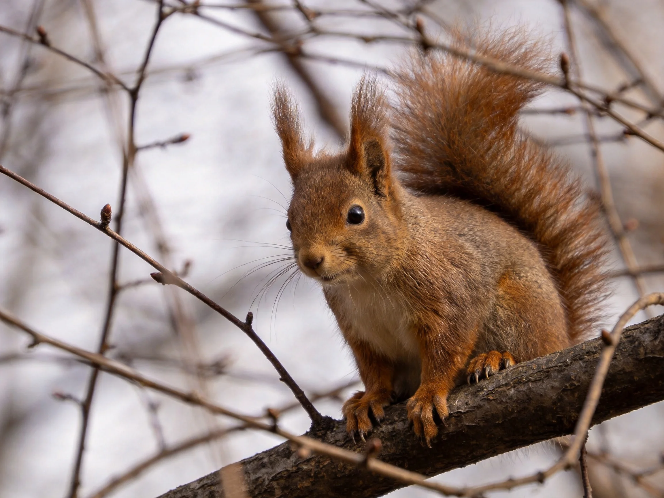 A reddish-brown squirrel with a bushy tail on a gnarled tree branch