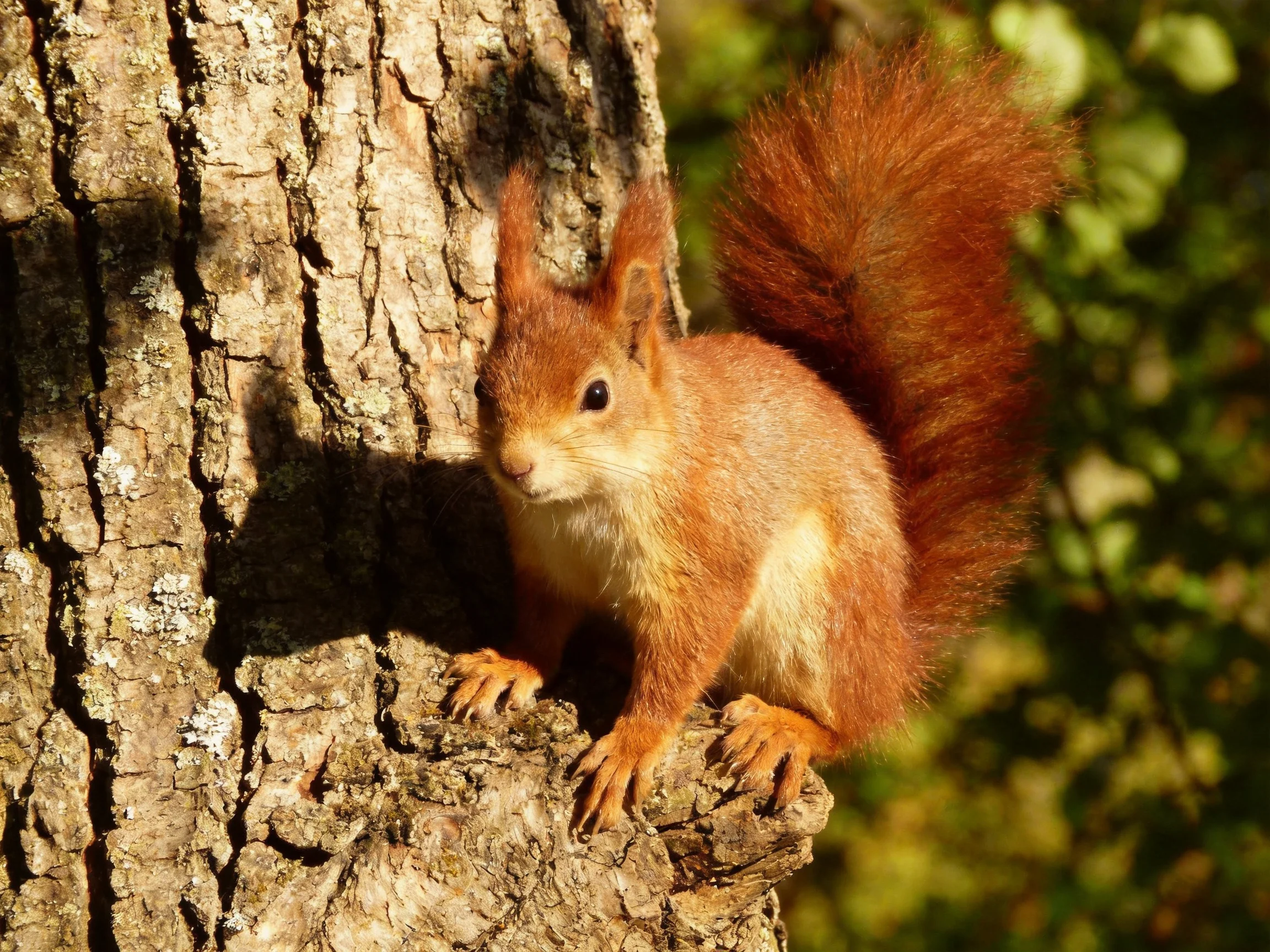 A reddish-brown squirrel with a bushy tail perches on a textured tree trunk
