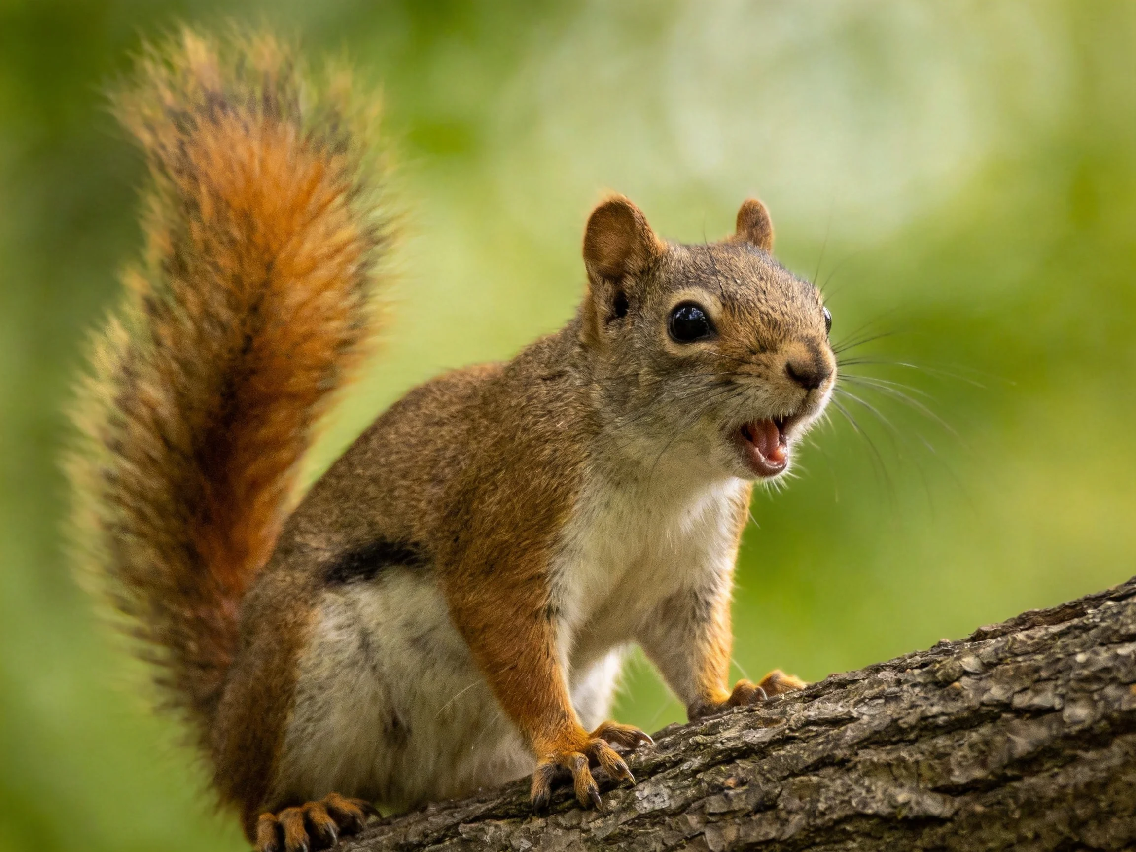 A squirrel with an open mouth sits on a tree branch.