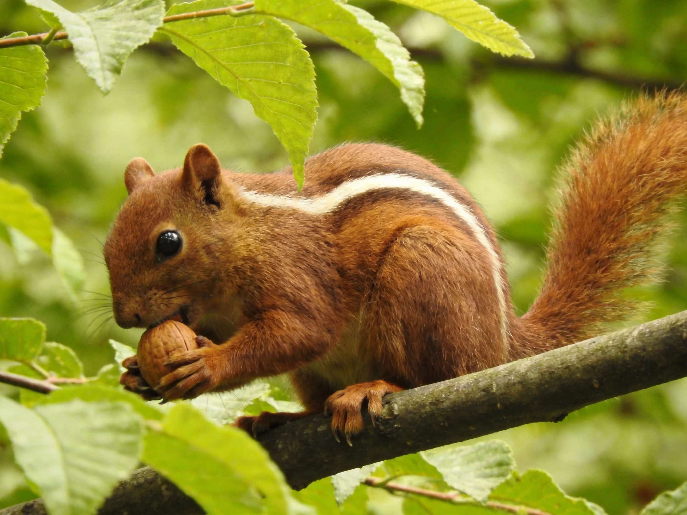 A squirrel with a white stripe eats a nut on a tree branch.