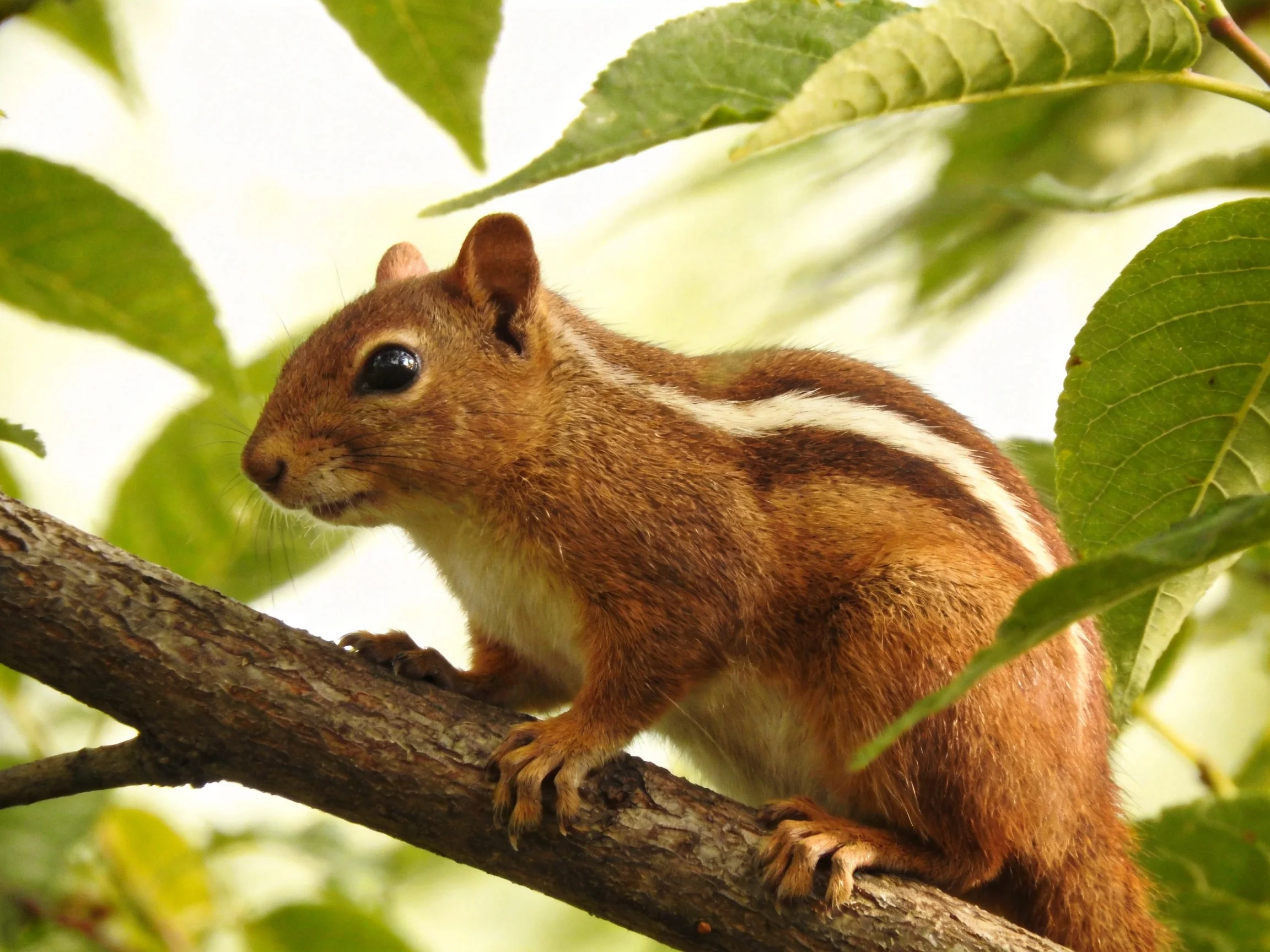 A small squirrel with brown fur and white stripes sits on a tree branch surrounded by green leaves