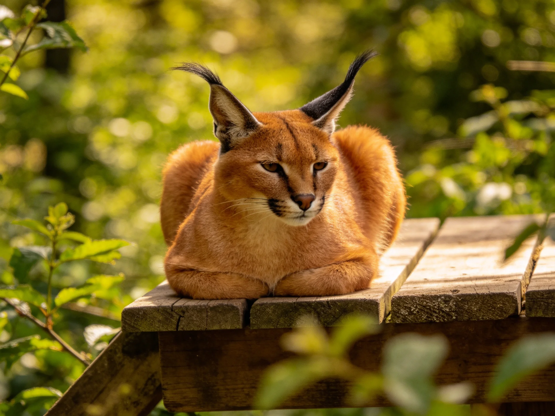 A reddish caracal rests on a wooden platform amid green foliage