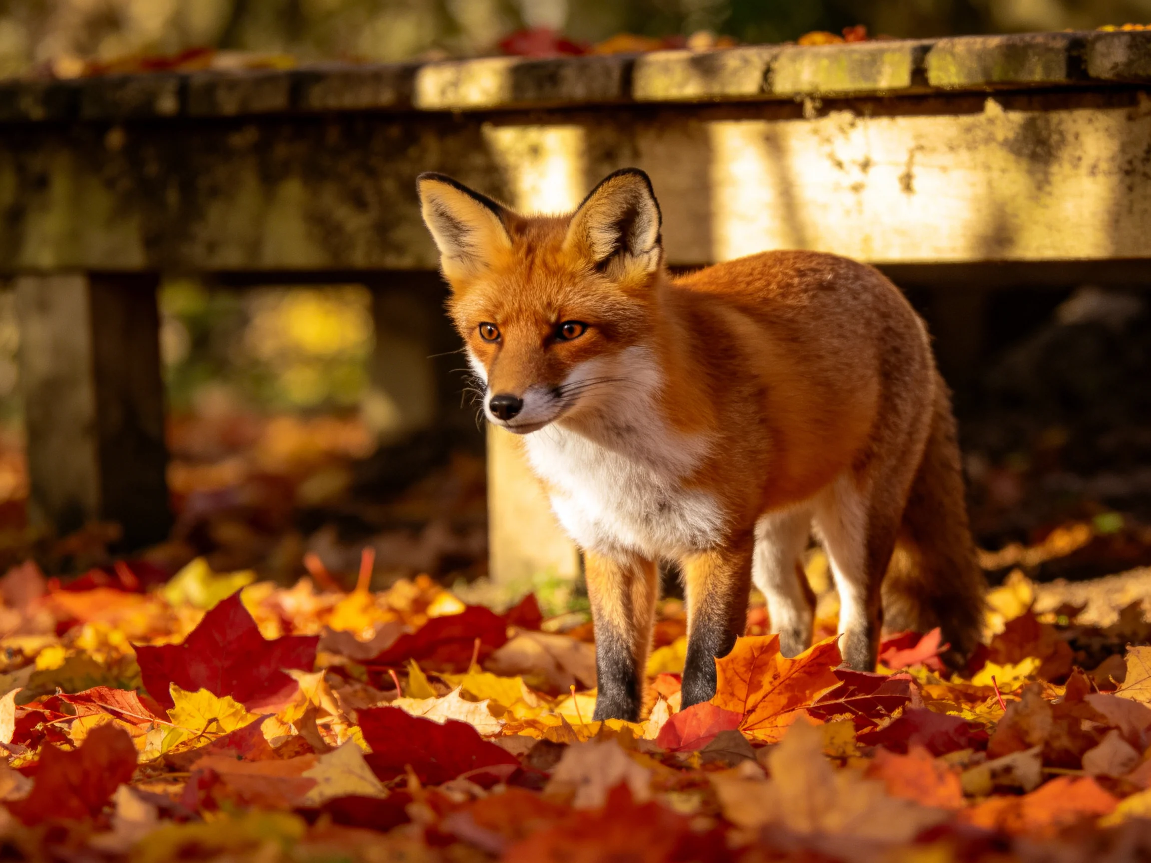 A reddish fox amid vibrant fall leaves near an aged wooden bench
