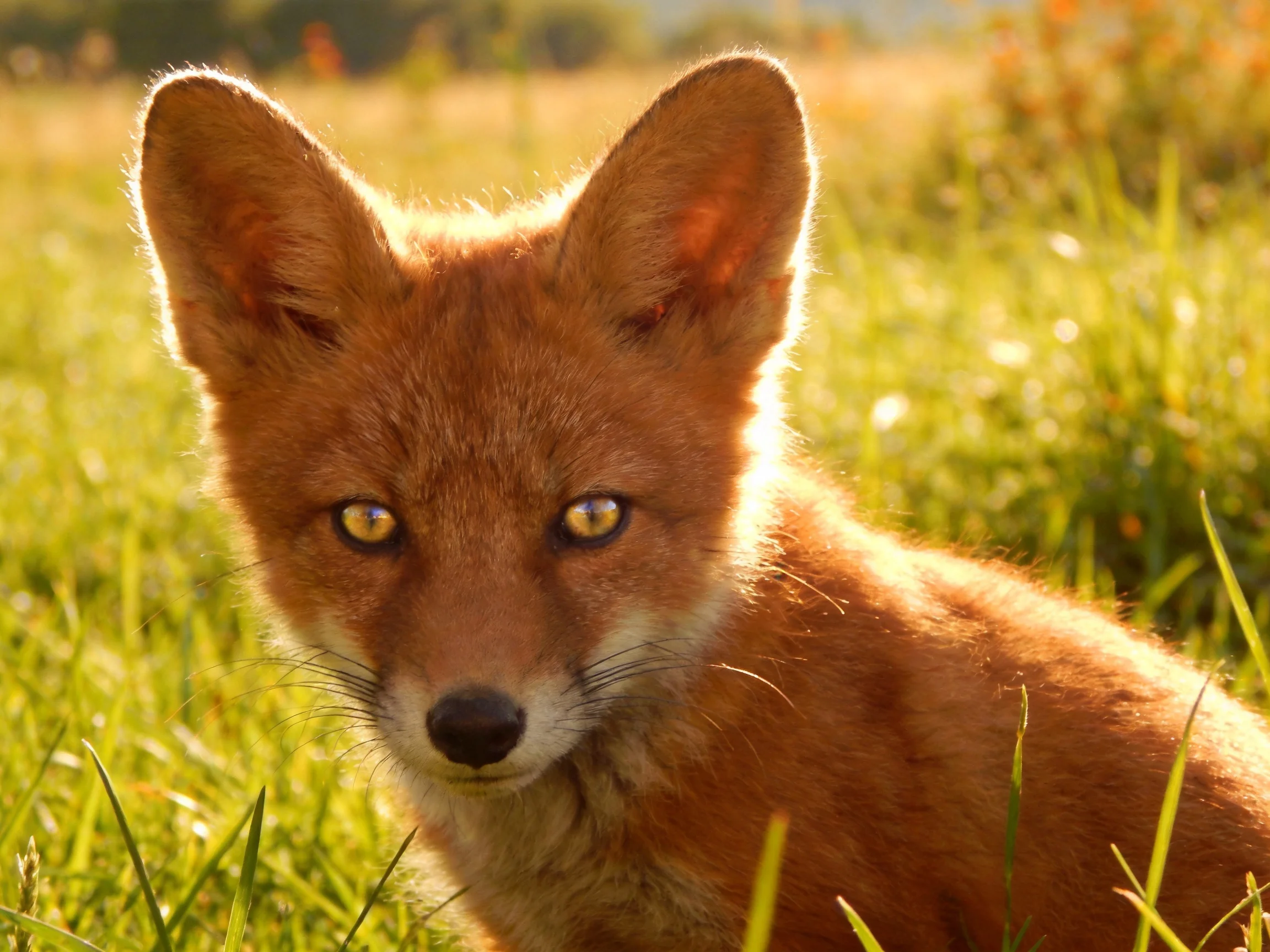 A reddish fox cub in sunlit grassy meadow