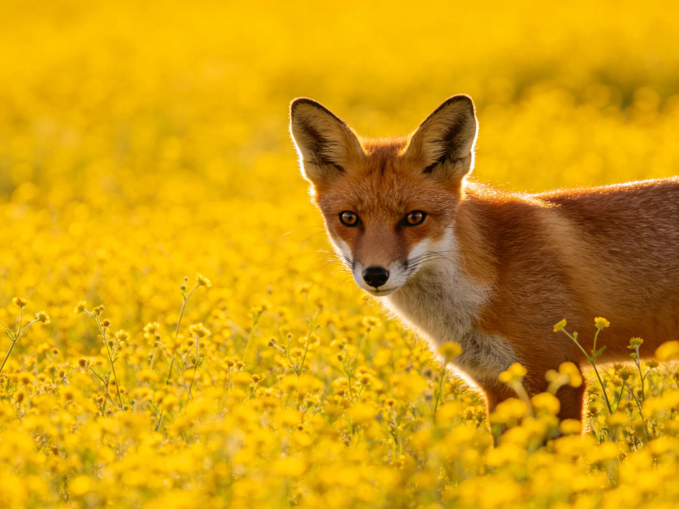 A reddish fox in a vast yellow flower field