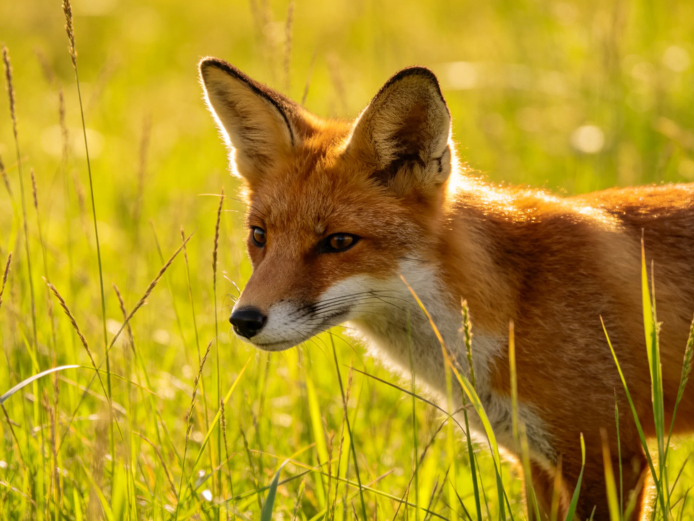 A reddish fox in sunlit tall golden-green grasses
