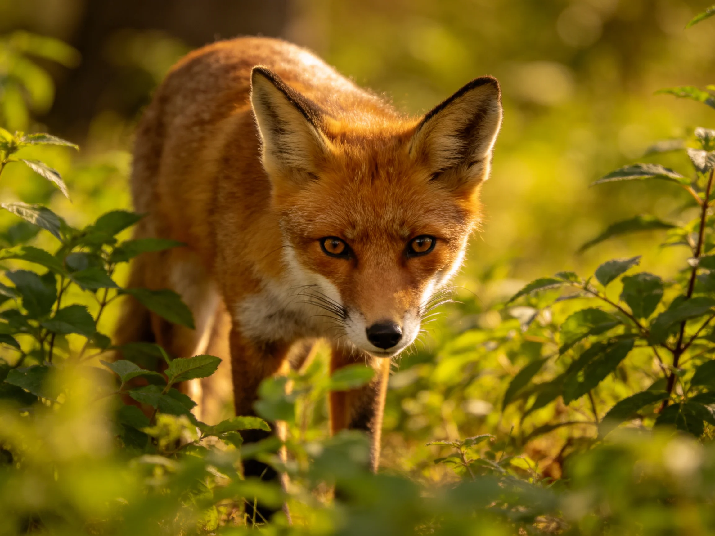 A reddish fox moves through lush green foliage in warm sunlight