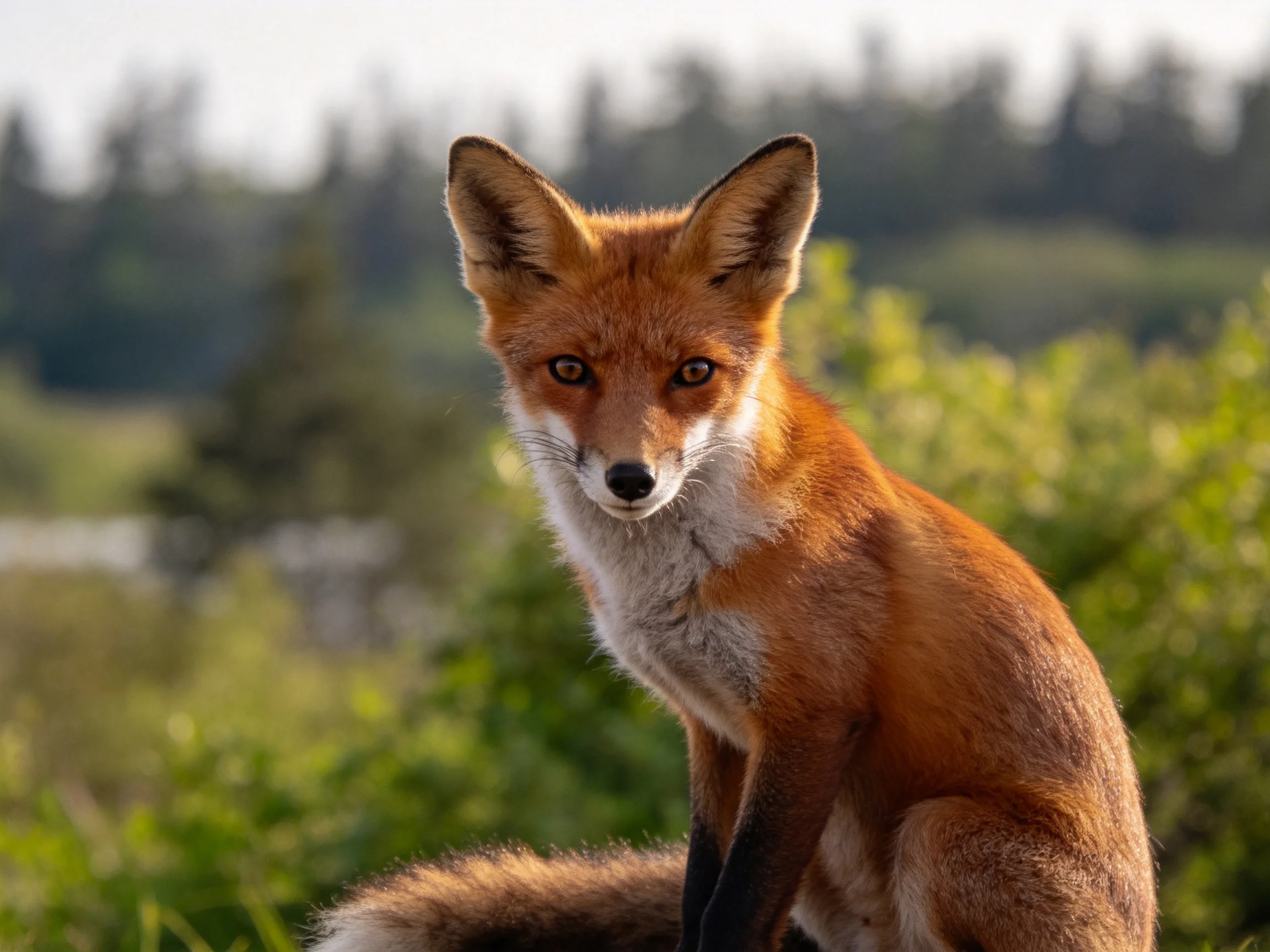 A reddish fox sits amidst lush greenery in a sunlit landscape