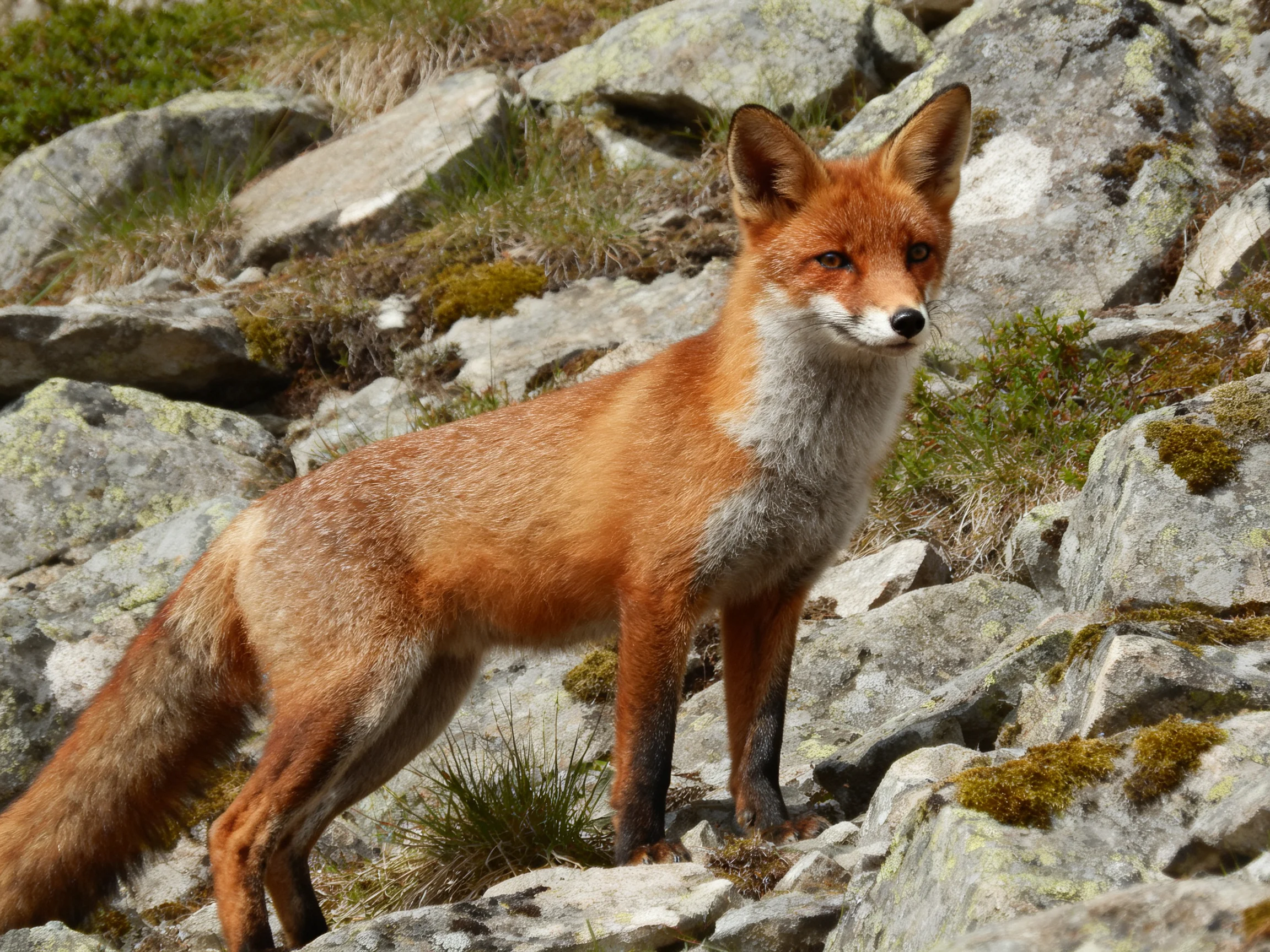 A reddish fox stands amid moss-covered gray rocky terrain