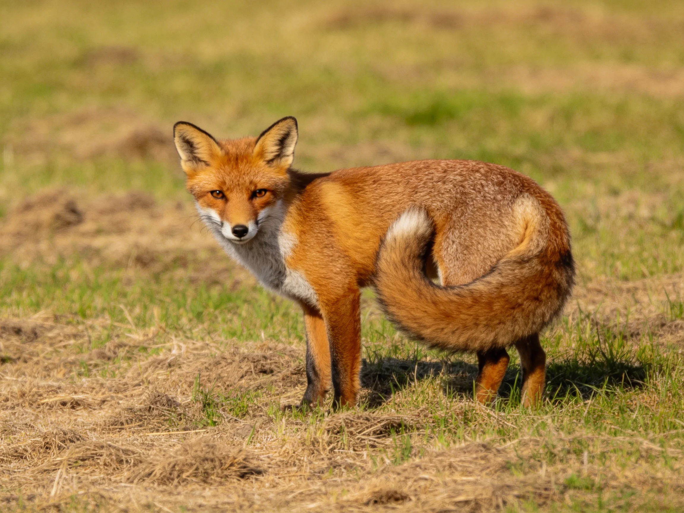 A reddish fox stands in a sunlit grassy field