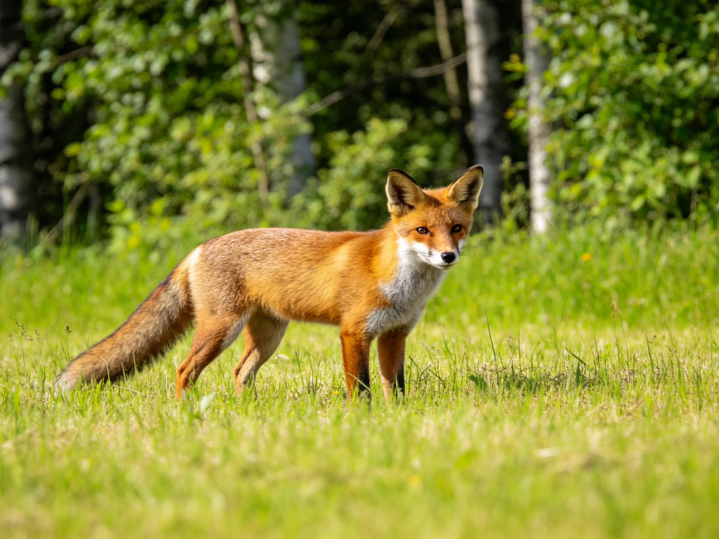 A reddish fox stands in green grass near trees
