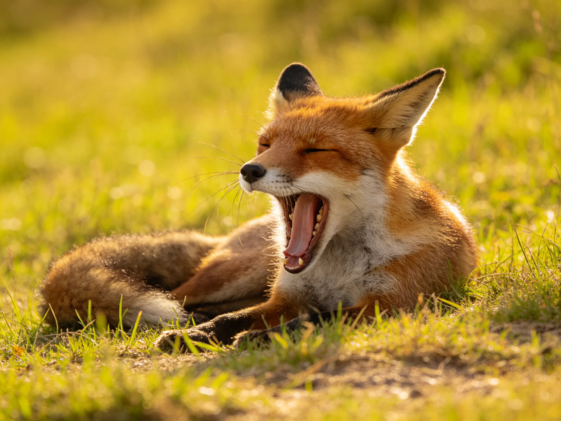 A reddish fox yawning on sunlit green grass