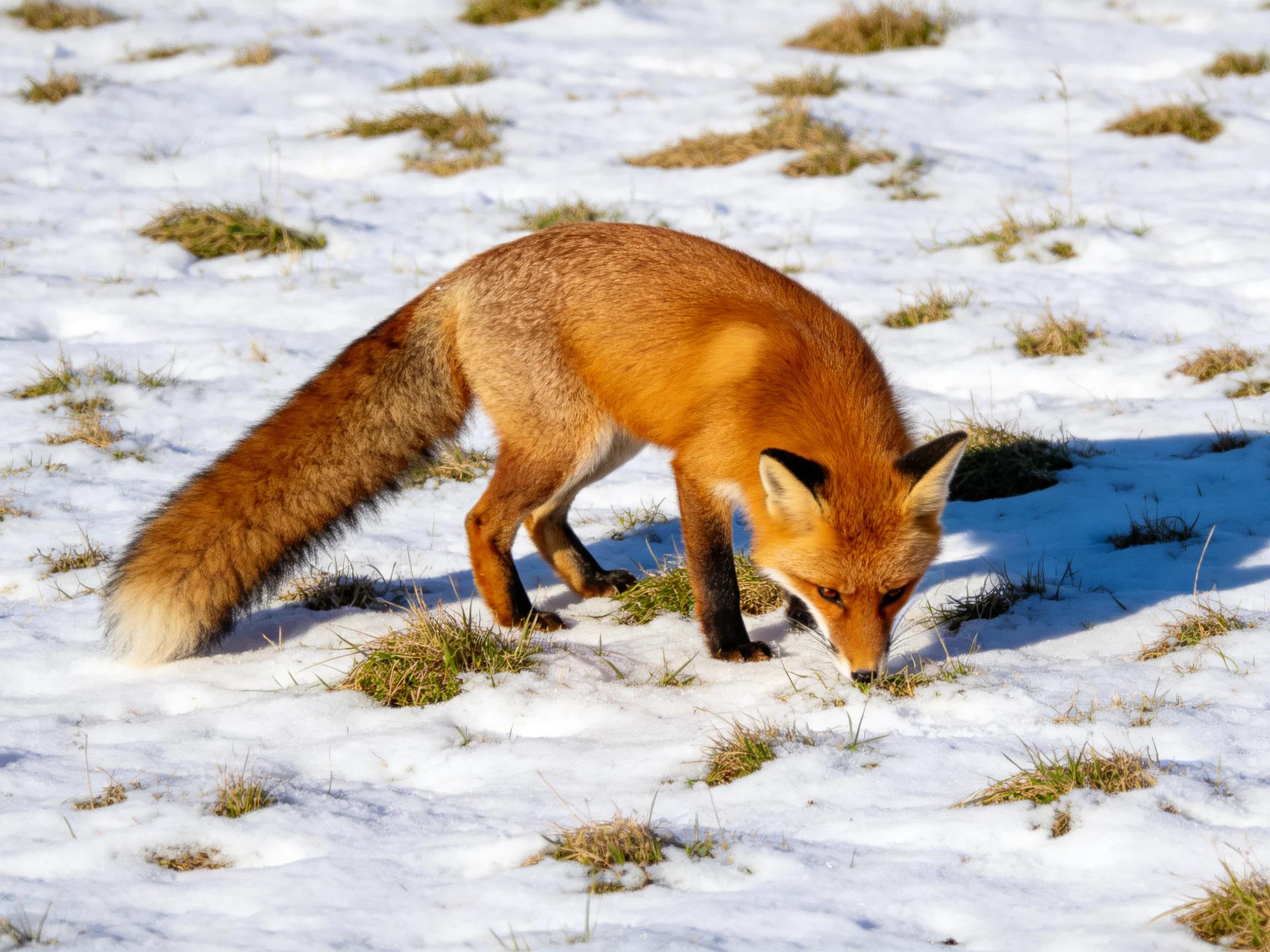 A fox forages among snow-covered grass patches