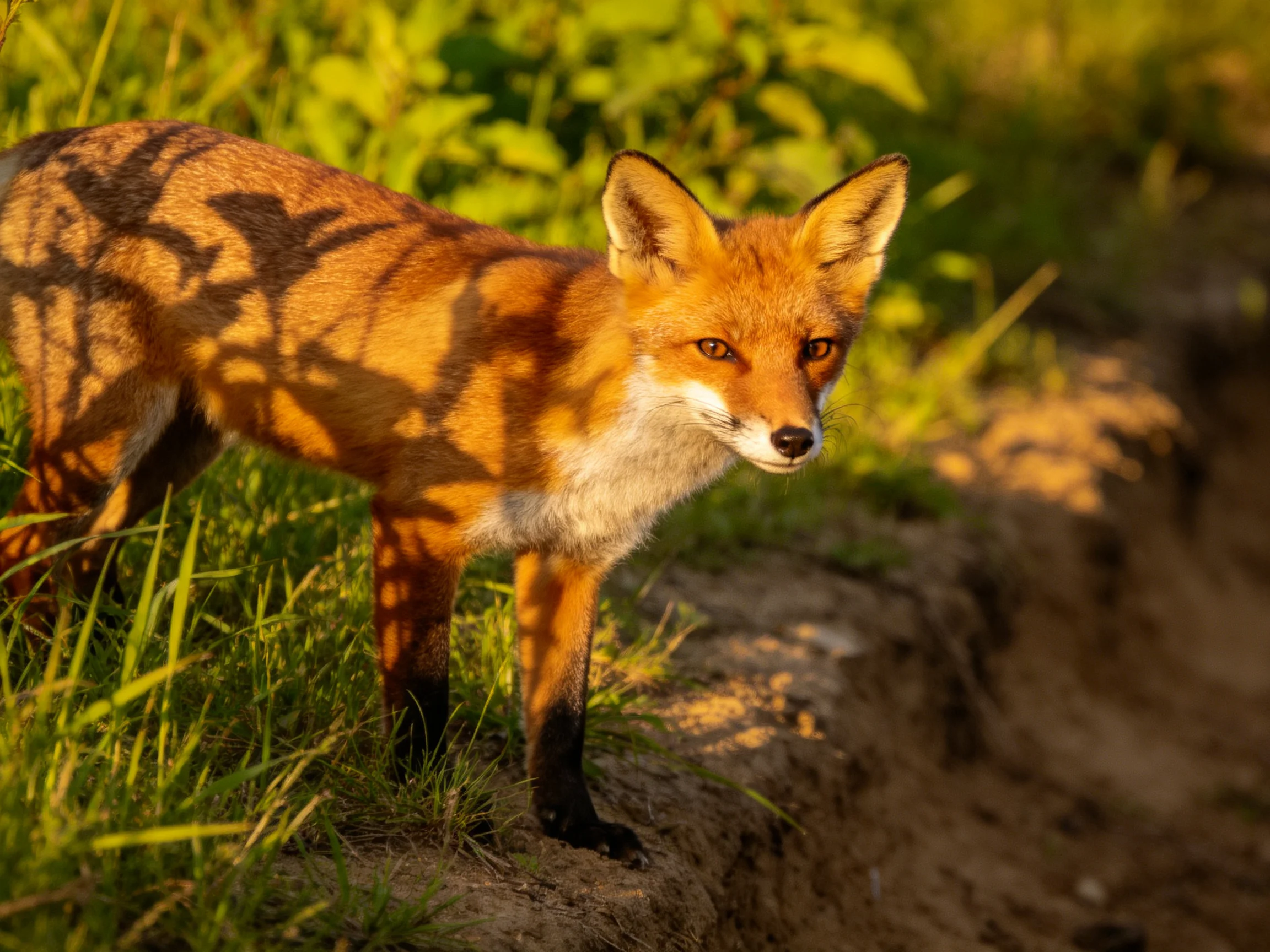 A reddish-orange fox in sunlit grass by a dirt mound