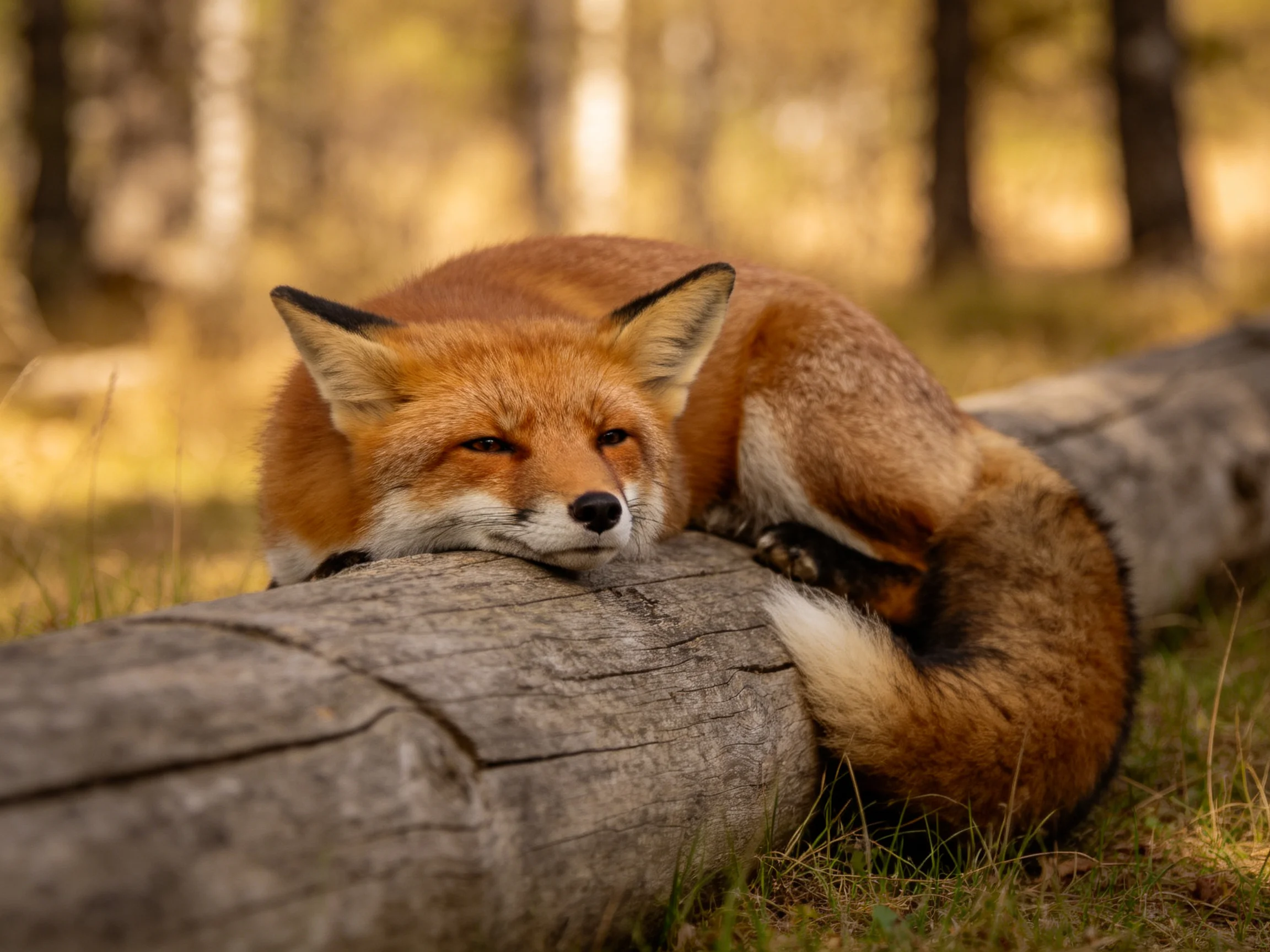 A reddish-orange fox rests on a large fallen log in a sun-dappled forest clearing.