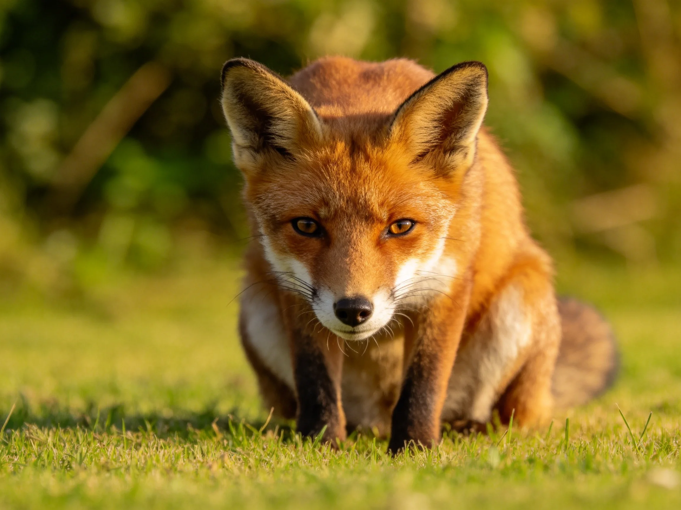 A reddish-orange fox sits crouched on sunlit grass.