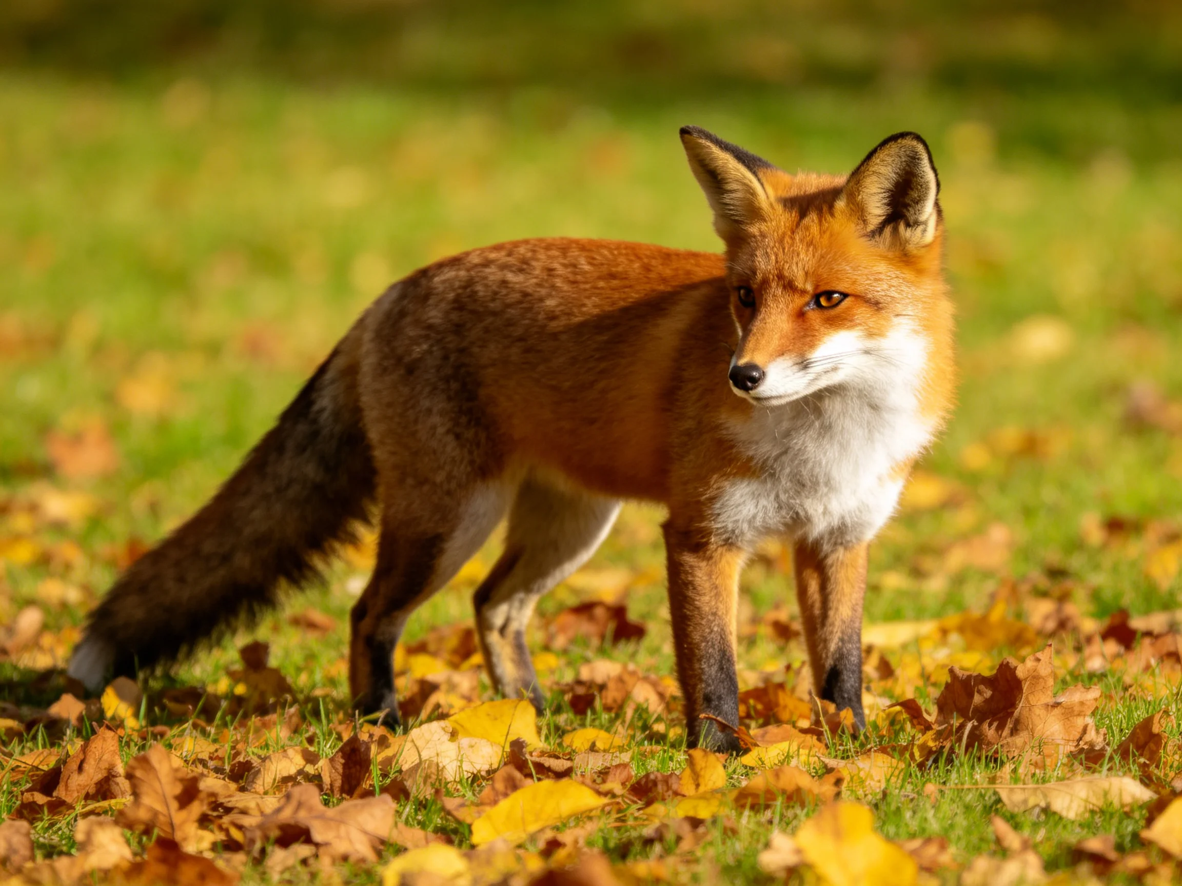 A reddish-orange fox stands amid golden fallen leaves in a sunlit field