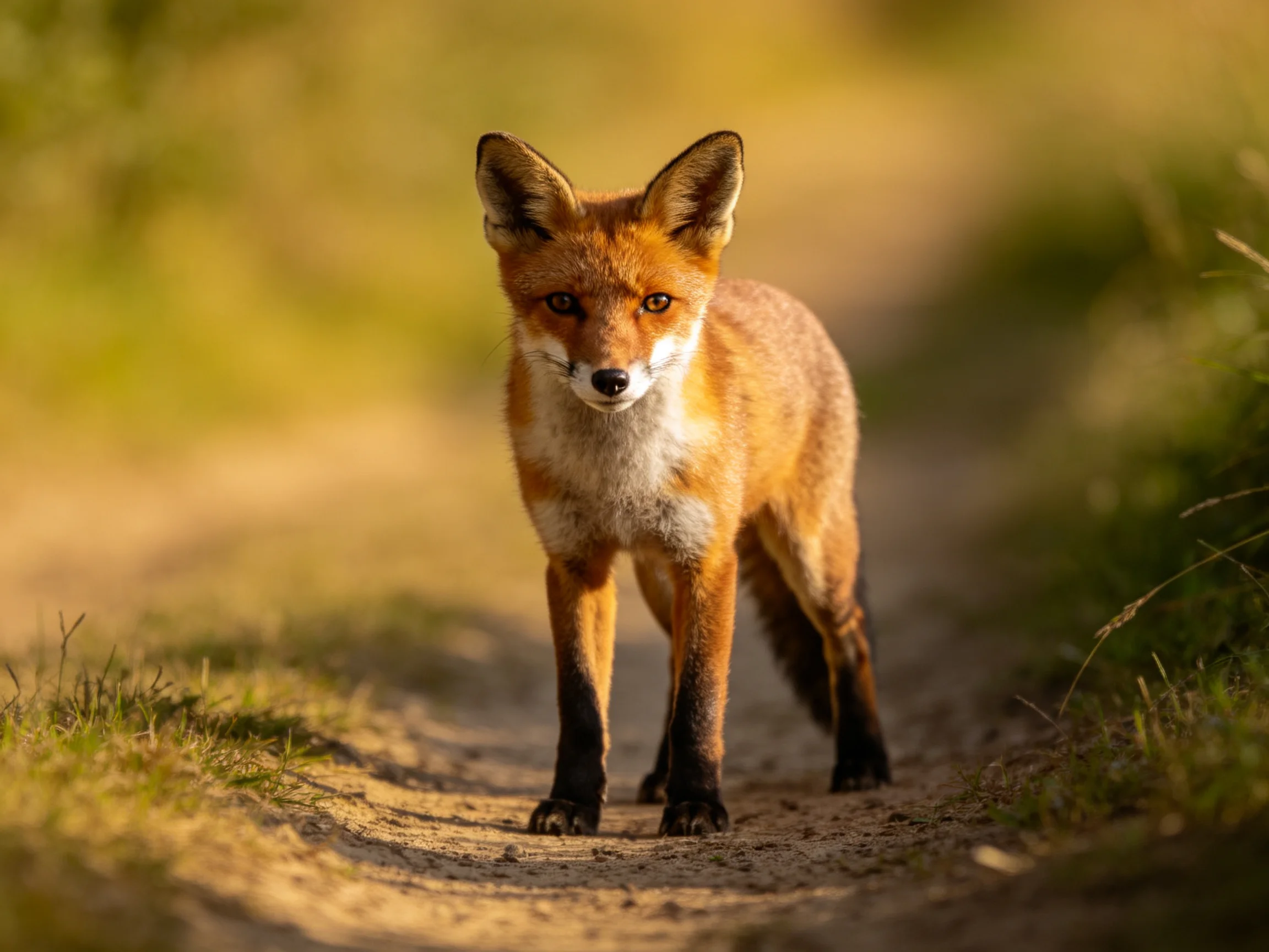 A reddish-orange fox stands on a sunlit dirt path in a natural setting.