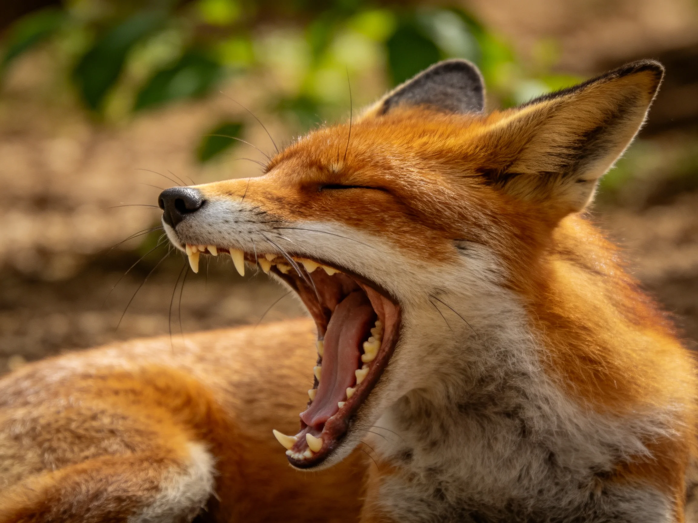 A reddish-orange fox yawning with closed eyes in nature
