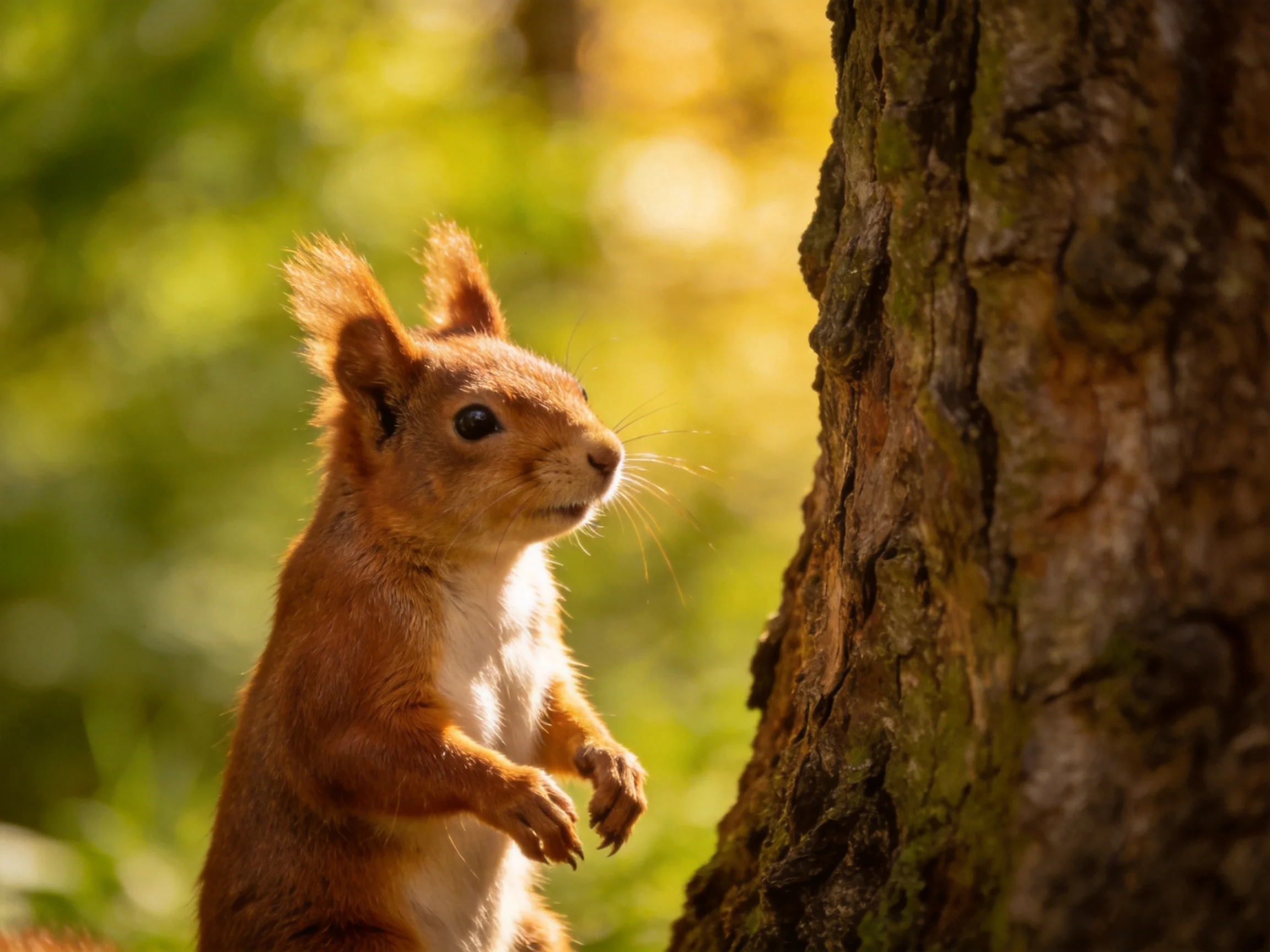 A reddish squirrel stands near a gnarled tree trunk in golden sunlight