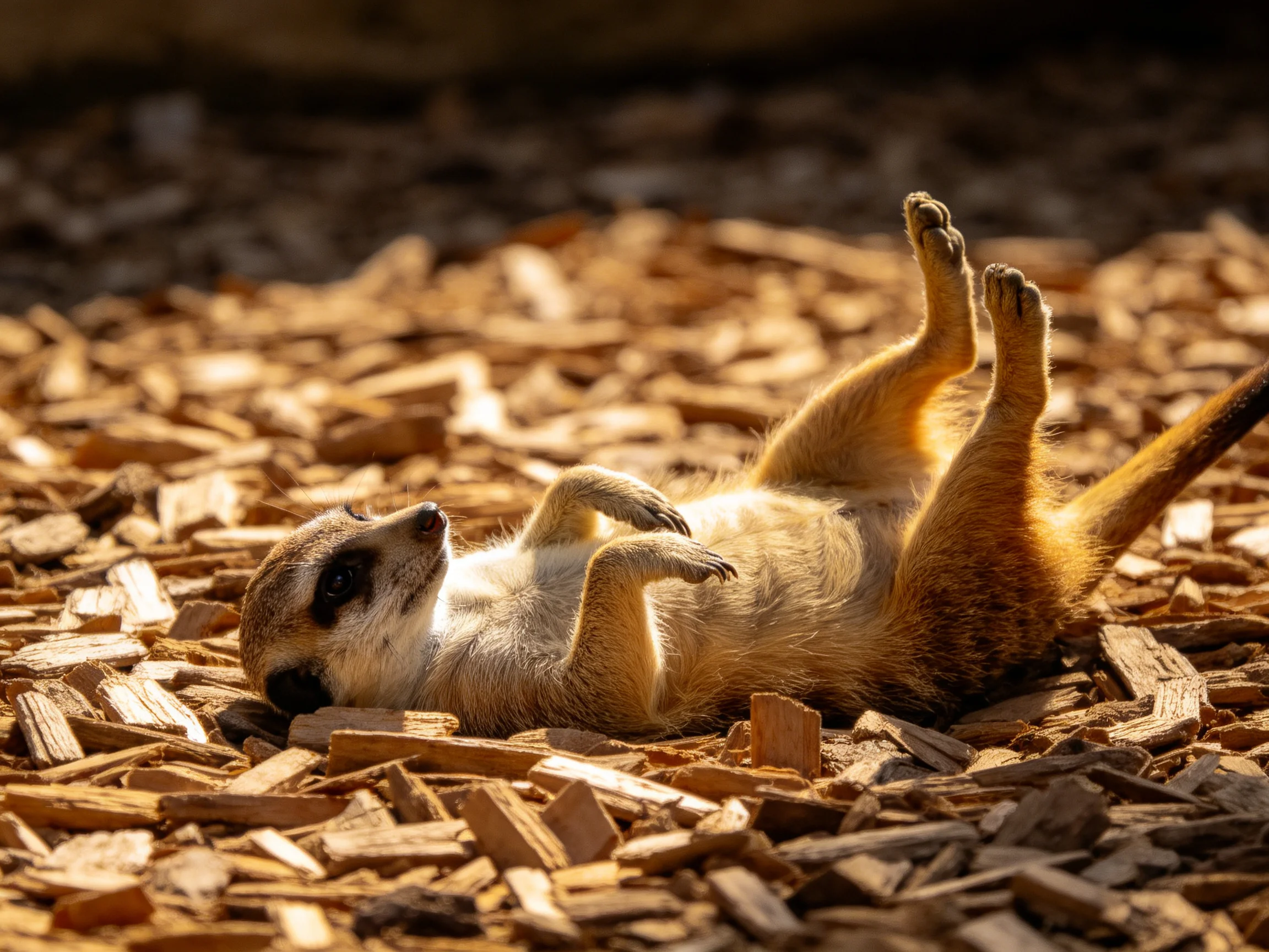 A relaxed meerkat rolling on golden-brown wood chips in sunlight