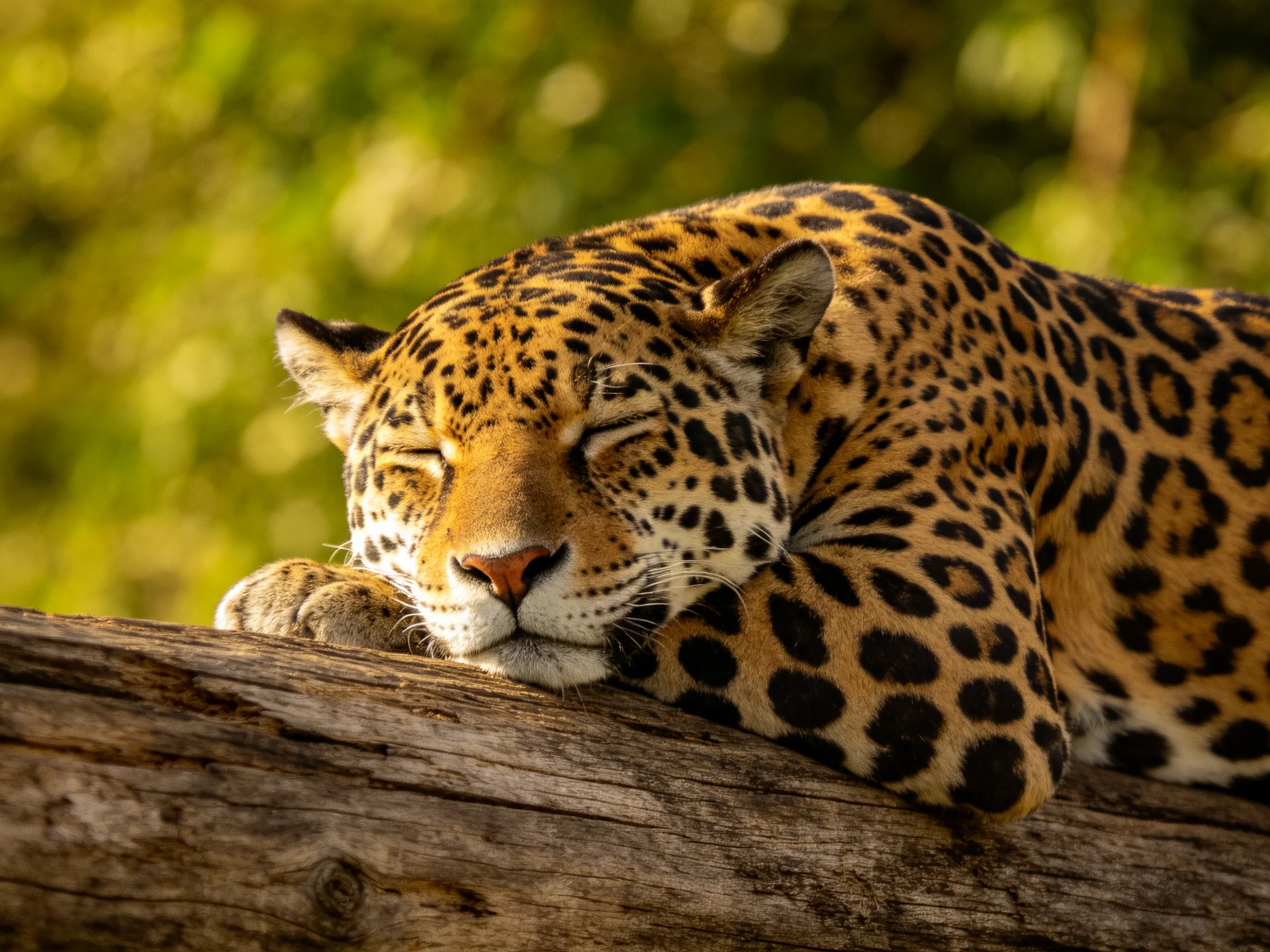 A resting jaguar with golden-spotted fur on a weathered log