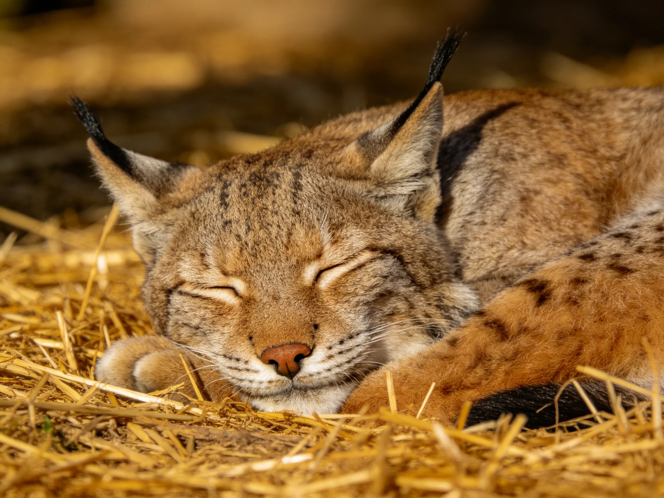 A resting lynx curled in golden straw with dark markings