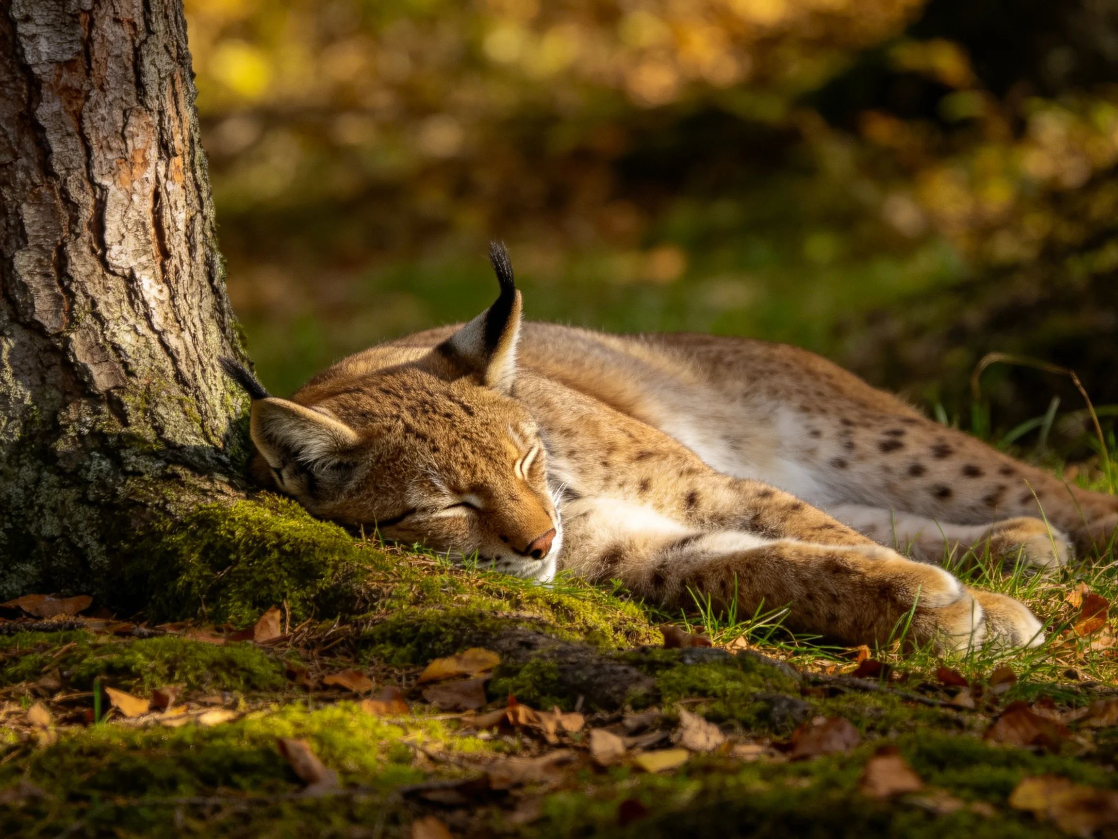 A resting lynx naps against a mossy tree trunk in autumnal woods