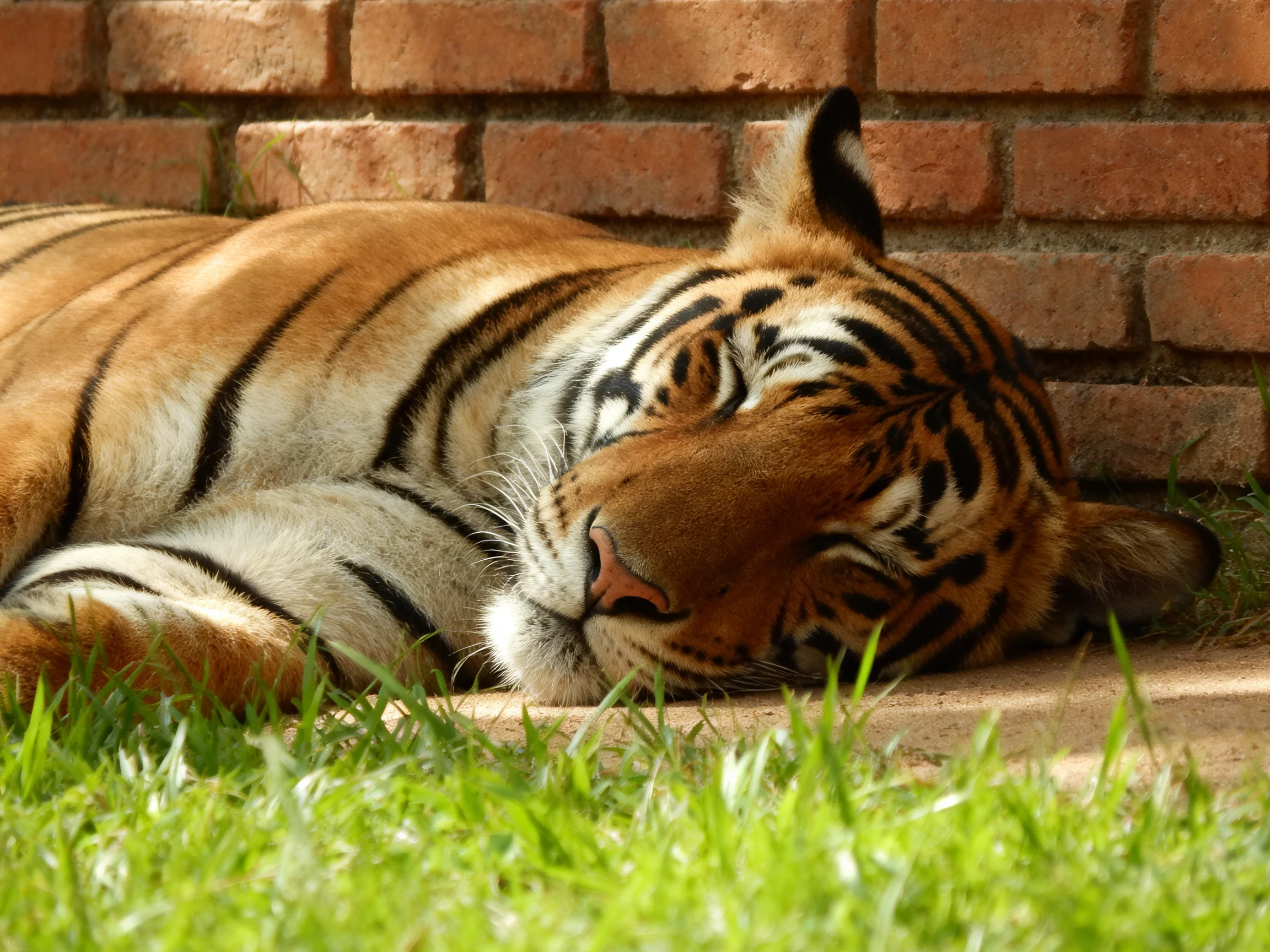 A tiger rests near a brick wall with green grass around.