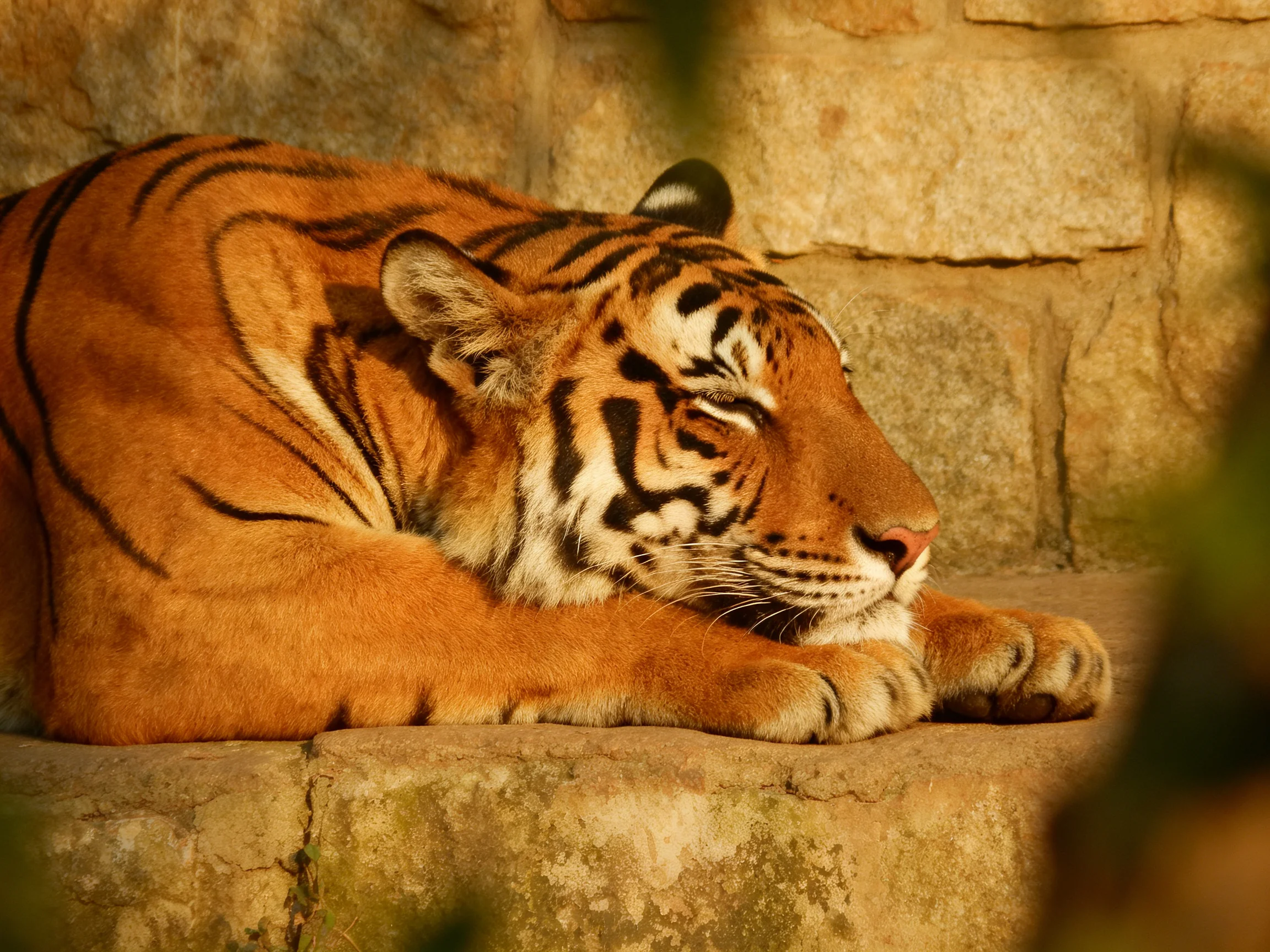 A tiger rests calmly with eyes closed next to a stone wall.