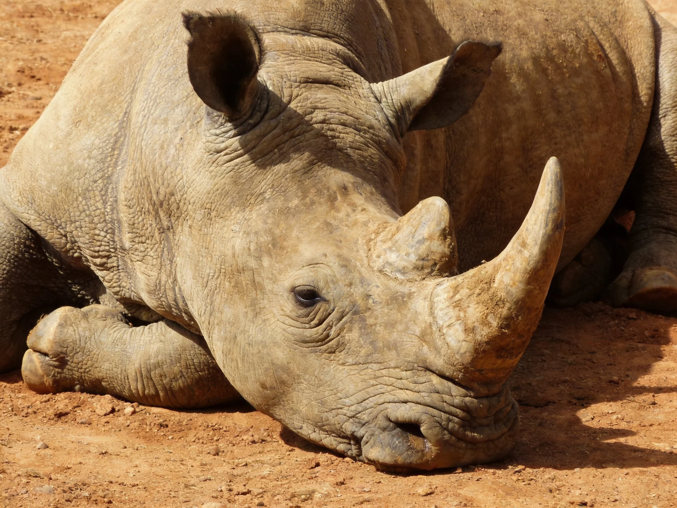 A rhinoceros rests on reddish dirt, showcasing its thick hide